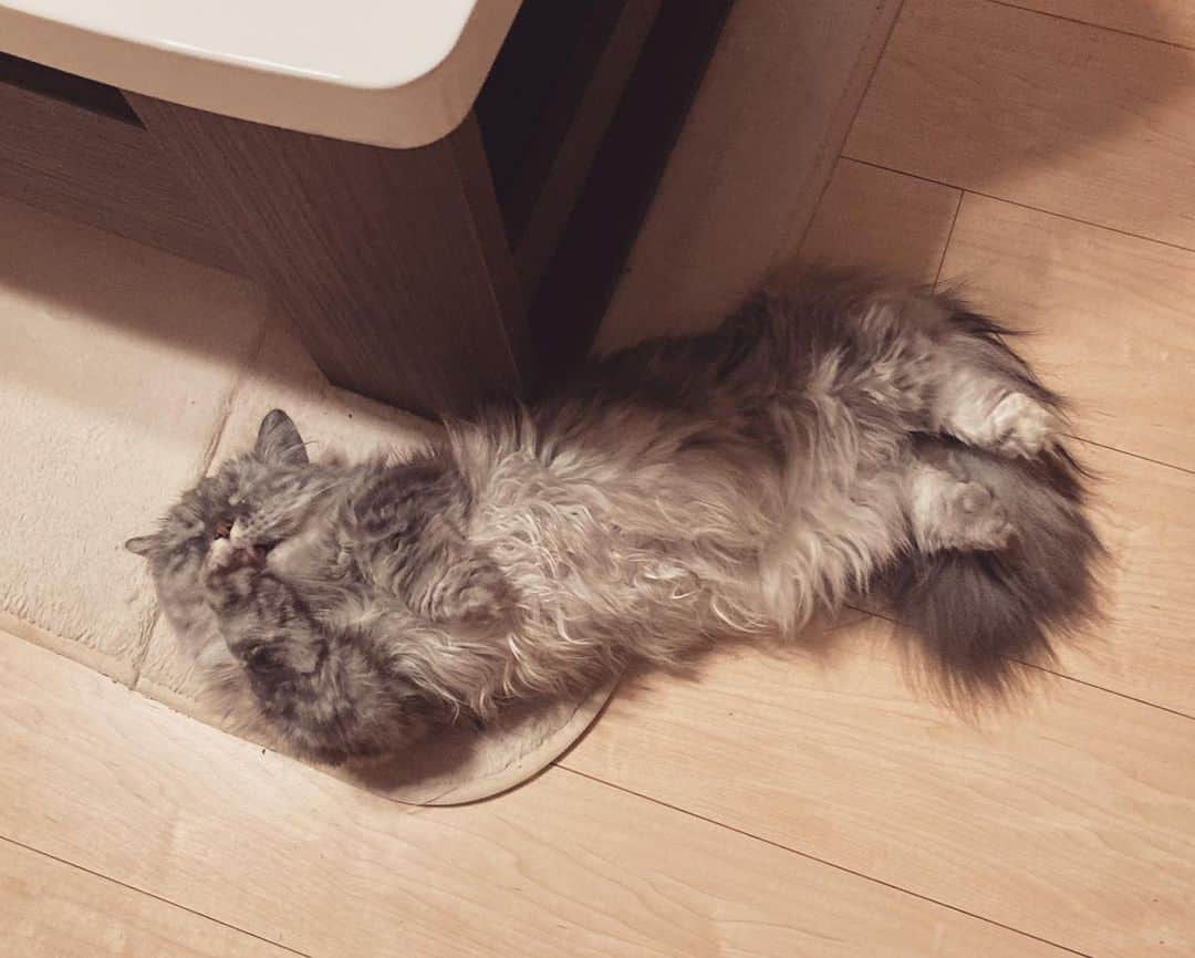 藤原ゆかさんのインスタグラム写真 - (藤原ゆかInstagram)「猫の日🐈❣️ #munchkin #マンチカン」2月22日 20時40分 - yuka.f_330