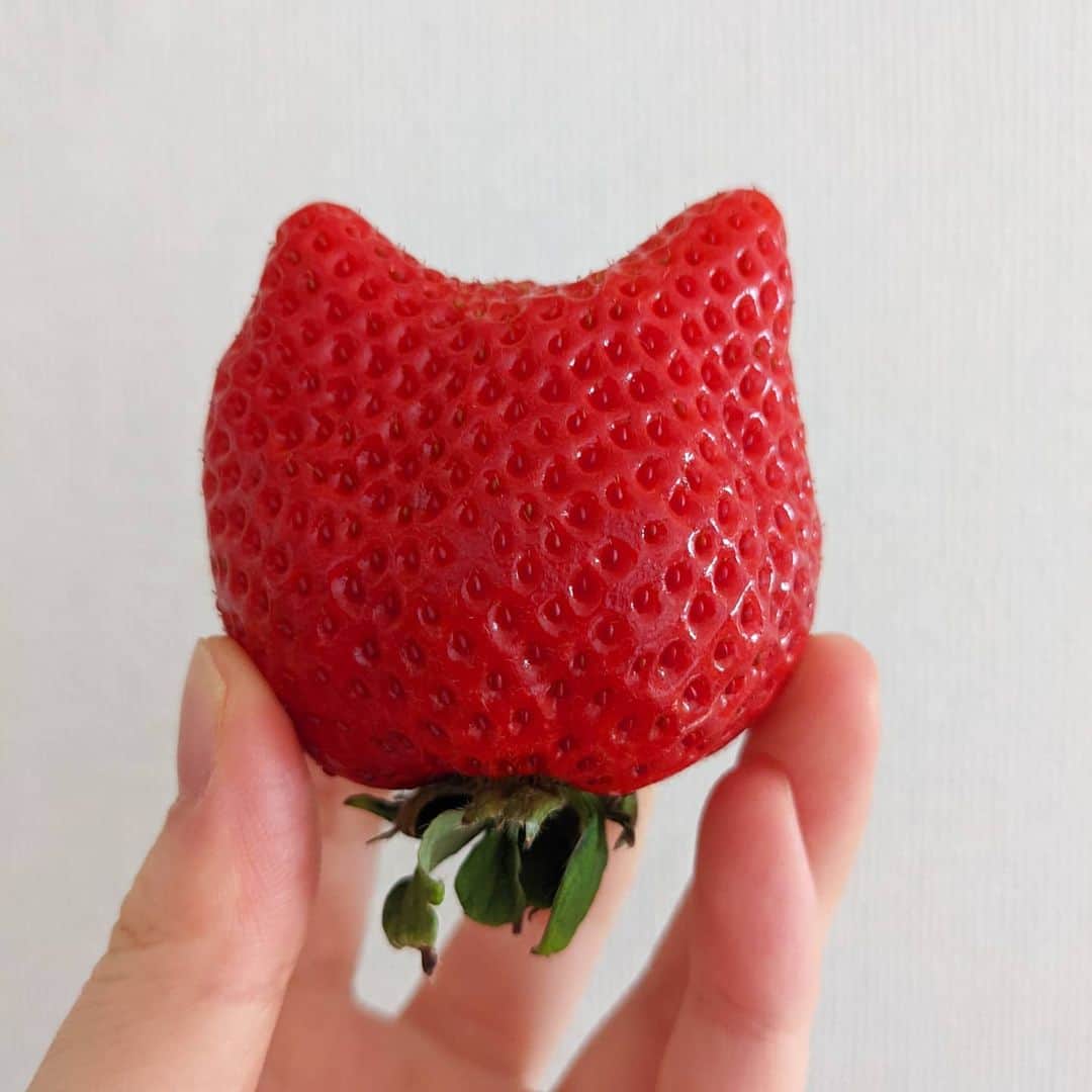 はるあんのインスタグラム：「にゃんにゃんにゃん！ 今日は「猫の日」なんですね〜。  実家に猫がきてくれてから本当に楽しいです。 こんなにもたっぷりの幸せをありがとう猫たちよ〜！  #猫 #みたいな #いちご」
