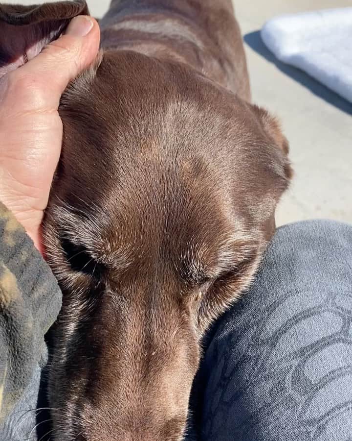 ストーン・コールド・スティーブ・オースチンのインスタグラム：「🔊⬆️ Chillin’ w Brownie, Moolah, and Cali.  #doglife #dog #labradorretriever  #nevada」