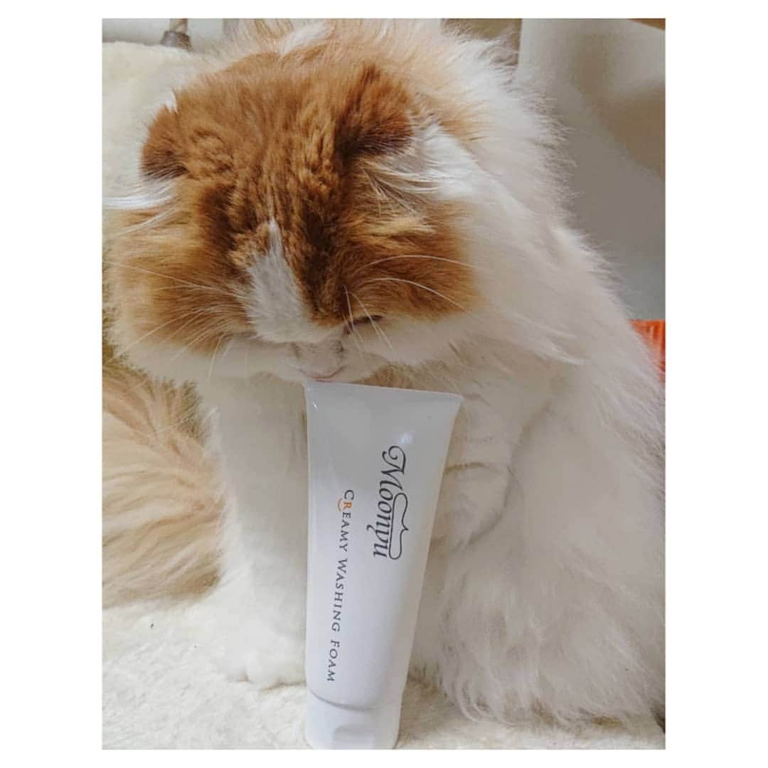Moonyuのインスタグラム：「🐱2.22🐱  🐾ねこの日🐾にちなんで、 スタッフの愛猫のあちゃんです💕」
