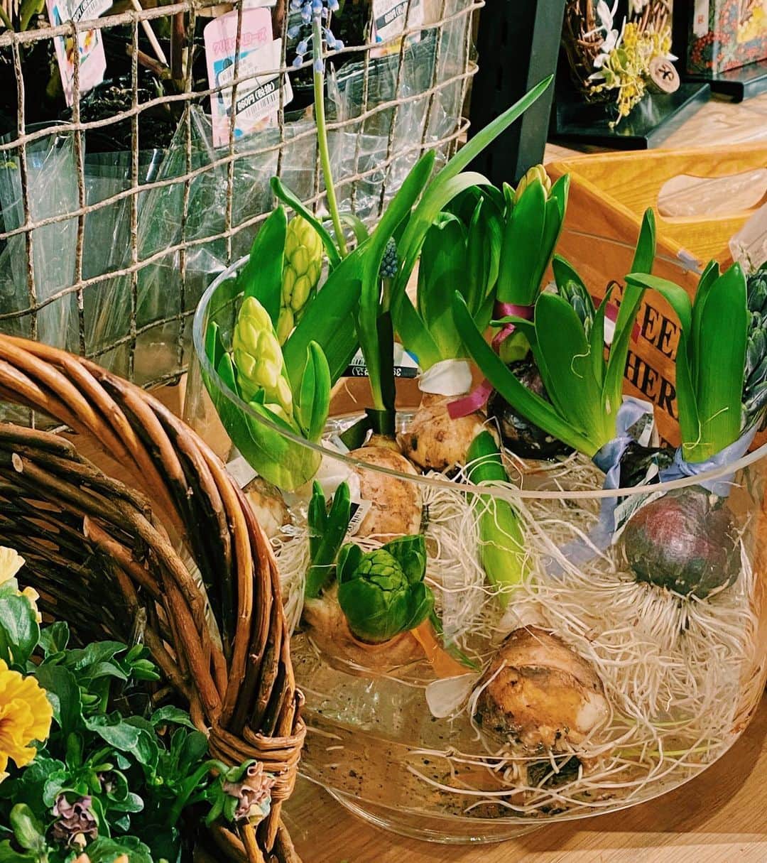 柏の葉 T-SITEさんのインスタグラム写真 - (柏の葉 T-SITEInstagram)「【PICK UP】﻿ 『今週のdecora便🌿 #27』﻿ ﻿ 〈ジャンル〉食・暮らし﻿ 〈場所〉1F 暮らし﻿ ﻿ こんにちは。﻿ フラワーショップ デコラ @decoradecora さんから﻿ 届いたお花をご紹介するこちらのコーナー。﻿ ﻿ ガーデニングに必須の #パンジー は﻿ decoraさんらしく、色は #アンティークカラー﻿ 花びらはフリル、カタチは丸い新しい品種が﻿ お目見えしています👀﻿ ﻿ 毎週売り切れてしまう #ミモザブーケ には﻿ #エリンジウム が入って、﻿ 少しオトナな色合いのブーケになりました。﻿ ﻿ アンティークカラーの #ラベンダー は﻿ 丁寧にドライにしてあって香りがとても上品。﻿ 是非春らしい香りを楽しんでみてください。﻿ ﻿ #パンパスグラス も今週はピンクとグリーンカラーが﻿ 入荷しています。アクセントにぴったりですね。﻿ ﻿ 春らしい球根も多数取り揃えております✨﻿ ﻿ ーーーーーーーーーーーーーーーーーーーーー﻿ そして、来週はひな祭り直前。#桃の節句 に合わせ、桃を使ったブーケが入荷予定です。﻿ どんなブーケをしつらえて下さるのでしょうか。﻿ ワクワクして待ち遠しいですね！！﻿ ﻿ #柏の葉tsite #tsite #柏の葉蔦屋書店 #蔦屋書店 #おうちガーデン #decora #お花のある暮らし #フラワーショップ #フラワーギフト #春のインテリア #ミモザのリース #ひな祭り」2月22日 11時57分 - kashiwanohatsite