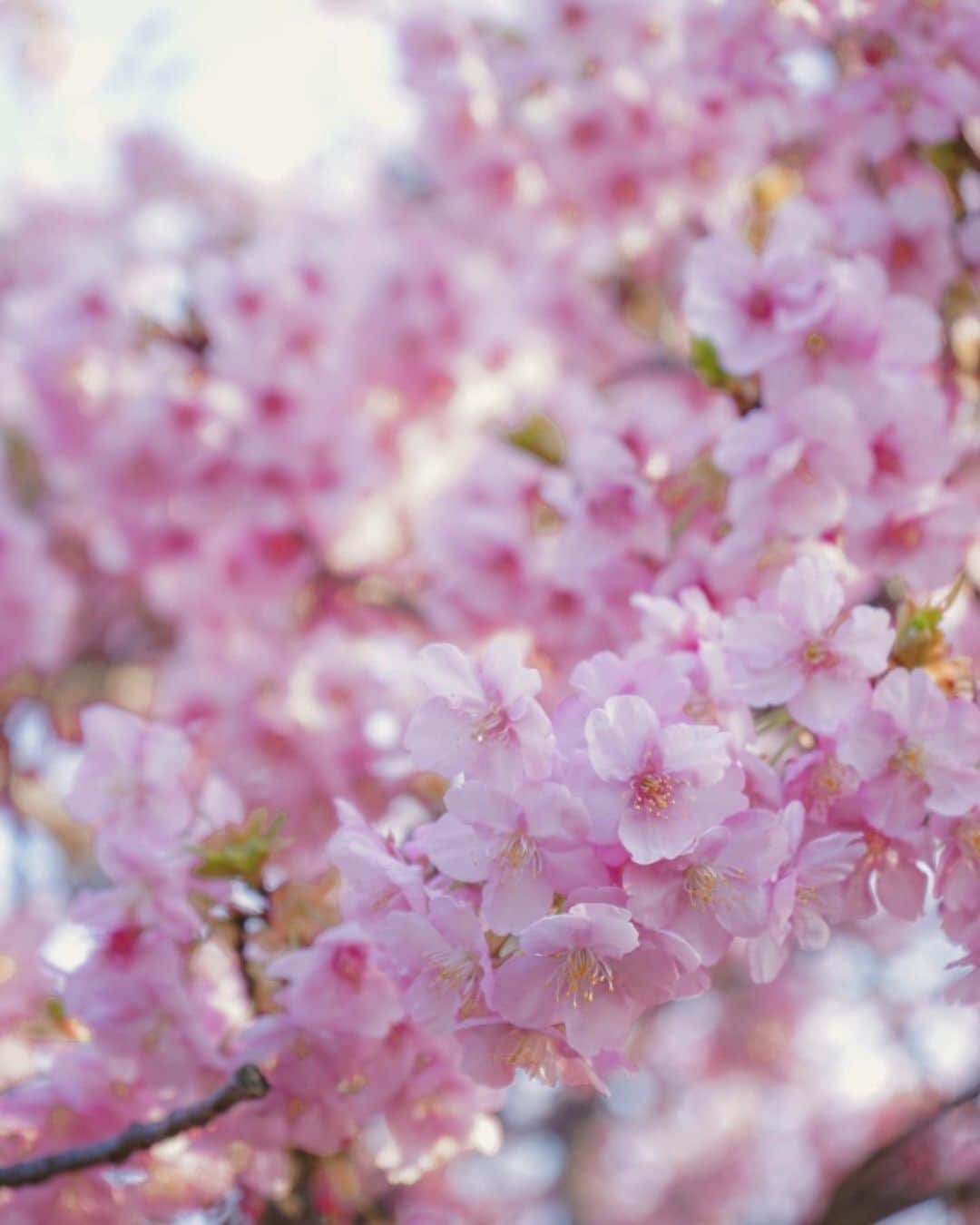 DJ Cellyさんのインスタグラム写真 - (DJ CellyInstagram)「今年初の桜🌸 西郷山公園満開でした！  代官山の公園に一本だけ咲いてる河津桜、一本しかないのに存在感が凄くて大好きな場所。  暖かかったし、一気に春の気分。 これからどんどん色んな桜が咲き始めるから楽しみだなあ☺️  #西郷山公園 #西郷山公園でピクニック #代官山西郷山 #西郷山公園の桜 #河津桜満開 #河津桜🌸 #河津桜2021 #お花見2021 #東京桜 #代官山お散歩 #お散歩日和 #お花見デート #春日和 #春桜 #お花見スポット」2月22日 12時00分 - celly_cecilia