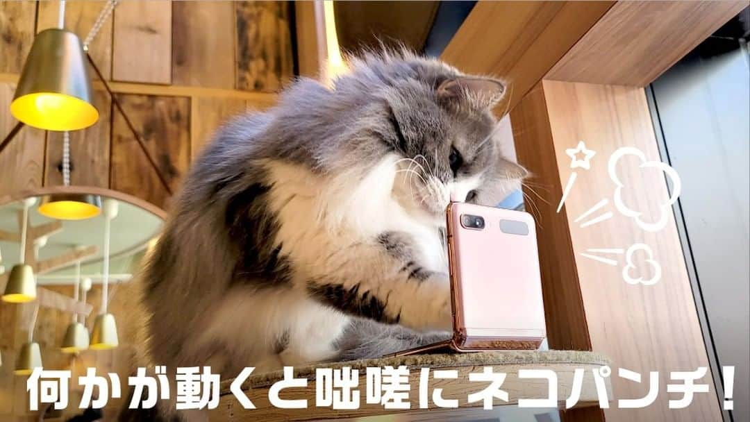 Galaxy Mobile Japanさんのインスタグラム写真 - (Galaxy Mobile JapanInstagram)「#りもーとにゃーく あるある🐈​ (2枚目以降もぜひチェック🐾 )​ 📸#GalaxyNote20Ultra 5G ​ ・​ ・​ ・​ #猫の日 #ニャンニャンニャンの日 #にゃんにゃんにゃんの日 #猫の日常 #猫のいる幸せ #猫のいる風景 #猫のいるくらし #猫の写真 #にゃらくしー #猫好き #猫大好き #ねこすたぐらむ #ねこすた #ネコスタグラム #ネコスタ #ネコ好き #🐱 #ねこと暮らす #ねこすき #ねこ写真 #にゃらくしーカメラ部 #withGalaxy #Galaxy5G #ギャラクシーノート20 #GalaxyNote20 #ギャラクシー #Galaxyカメラ部​ ・​ 皆さんが Galaxy で撮影した「🐈写真」もぜひ見せてください♪​ 撮影/MOCHA 秋葉原店​」2月22日 12時00分 - samsungjpn