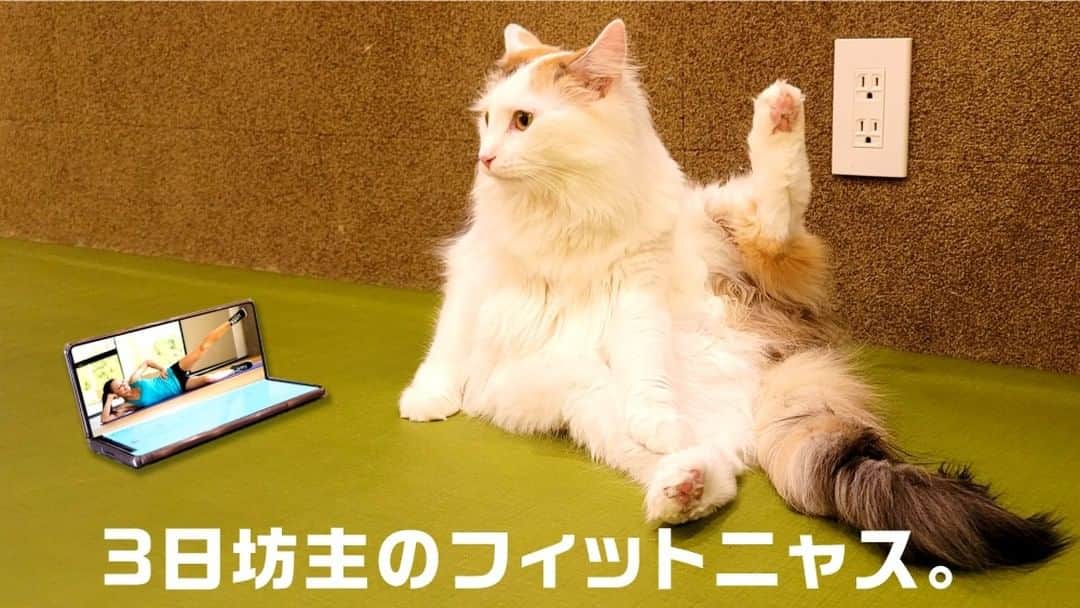 Galaxy Mobile Japanさんのインスタグラム写真 - (Galaxy Mobile JapanInstagram)「#りもーとにゃーく あるある🐈​ (2枚目以降もぜひチェック🐾 )​ 📸#GalaxyNote20Ultra 5G ​ ・​ ・​ ・​ #猫の日 #ニャンニャンニャンの日 #にゃんにゃんにゃんの日 #猫の日常 #猫のいる幸せ #猫のいる風景 #猫のいるくらし #猫の写真 #にゃらくしー #猫好き #猫大好き #ねこすたぐらむ #ねこすた #ネコスタグラム #ネコスタ #ネコ好き #🐱 #ねこと暮らす #ねこすき #ねこ写真 #にゃらくしーカメラ部 #withGalaxy #Galaxy5G #ギャラクシーノート20 #GalaxyNote20 #ギャラクシー #Galaxyカメラ部​ ・​ 皆さんが Galaxy で撮影した「🐈写真」もぜひ見せてください♪​ 撮影/MOCHA 秋葉原店​」2月22日 12時00分 - samsungjpn