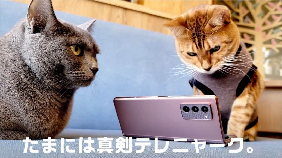 Galaxy Mobile Japanさんのインスタグラム写真 - (Galaxy Mobile JapanInstagram)「#りもーとにゃーく あるある🐈​ (2枚目以降もぜひチェック🐾 )​ 📸#GalaxyNote20Ultra 5G ​ ・​ ・​ ・​ #猫の日 #ニャンニャンニャンの日 #にゃんにゃんにゃんの日 #猫の日常 #猫のいる幸せ #猫のいる風景 #猫のいるくらし #猫の写真 #にゃらくしー #猫好き #猫大好き #ねこすたぐらむ #ねこすた #ネコスタグラム #ネコスタ #ネコ好き #🐱 #ねこと暮らす #ねこすき #ねこ写真 #にゃらくしーカメラ部 #withGalaxy #Galaxy5G #ギャラクシーノート20 #GalaxyNote20 #ギャラクシー #Galaxyカメラ部​ ・​ 皆さんが Galaxy で撮影した「🐈写真」もぜひ見せてください♪​ 撮影/MOCHA 秋葉原店​」2月22日 12時00分 - samsungjpn