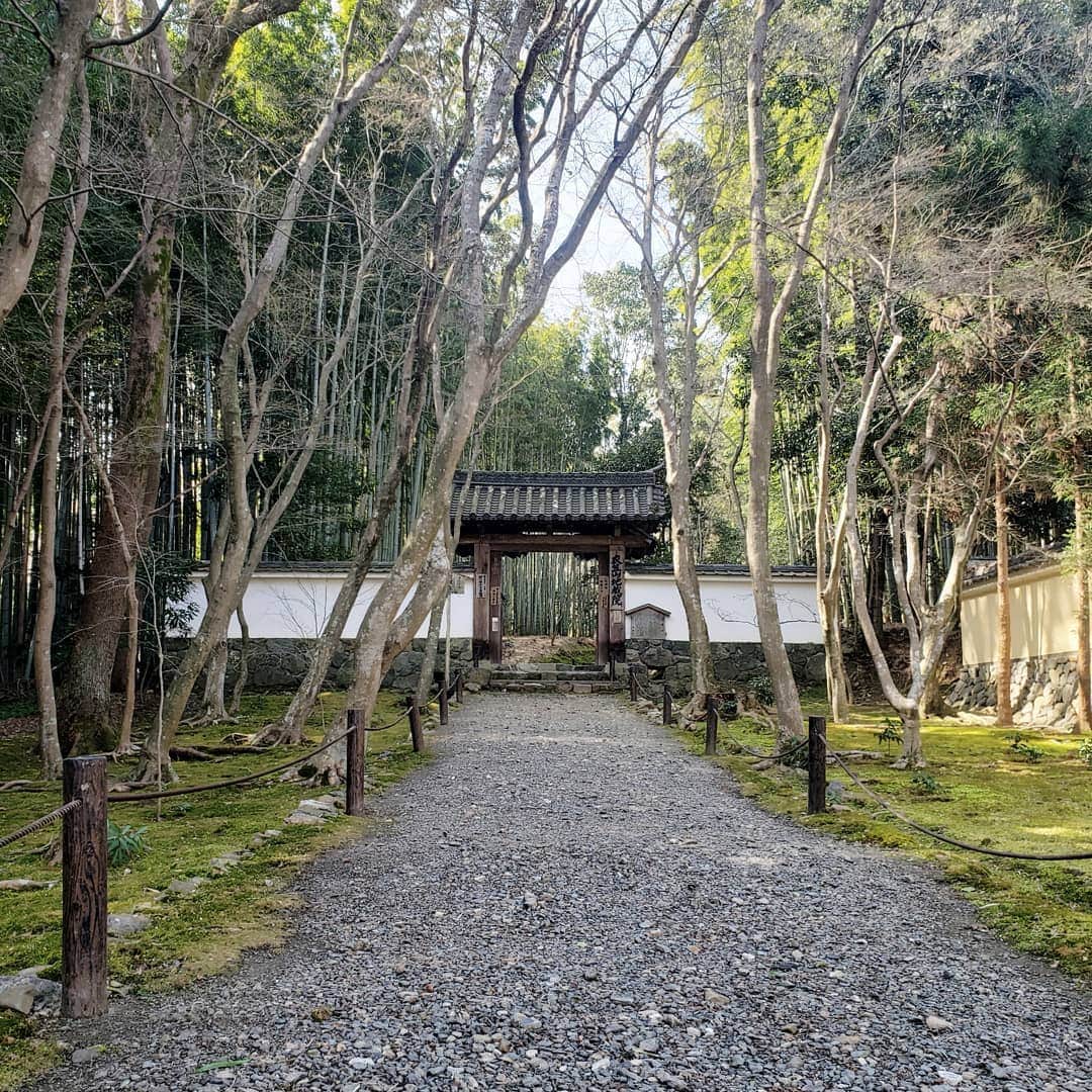 のインスタグラム：「緊急事態宣言を勝手に解除して京都へ。 (もちろん出来る予防は全部して) 方角が悪かったけど、娘と娘の友達の希望の日程に合わせました。それが親というもの。 方角ダメージがじわり来るのかな。 地蔵院とても良かったなー。 #地蔵院」