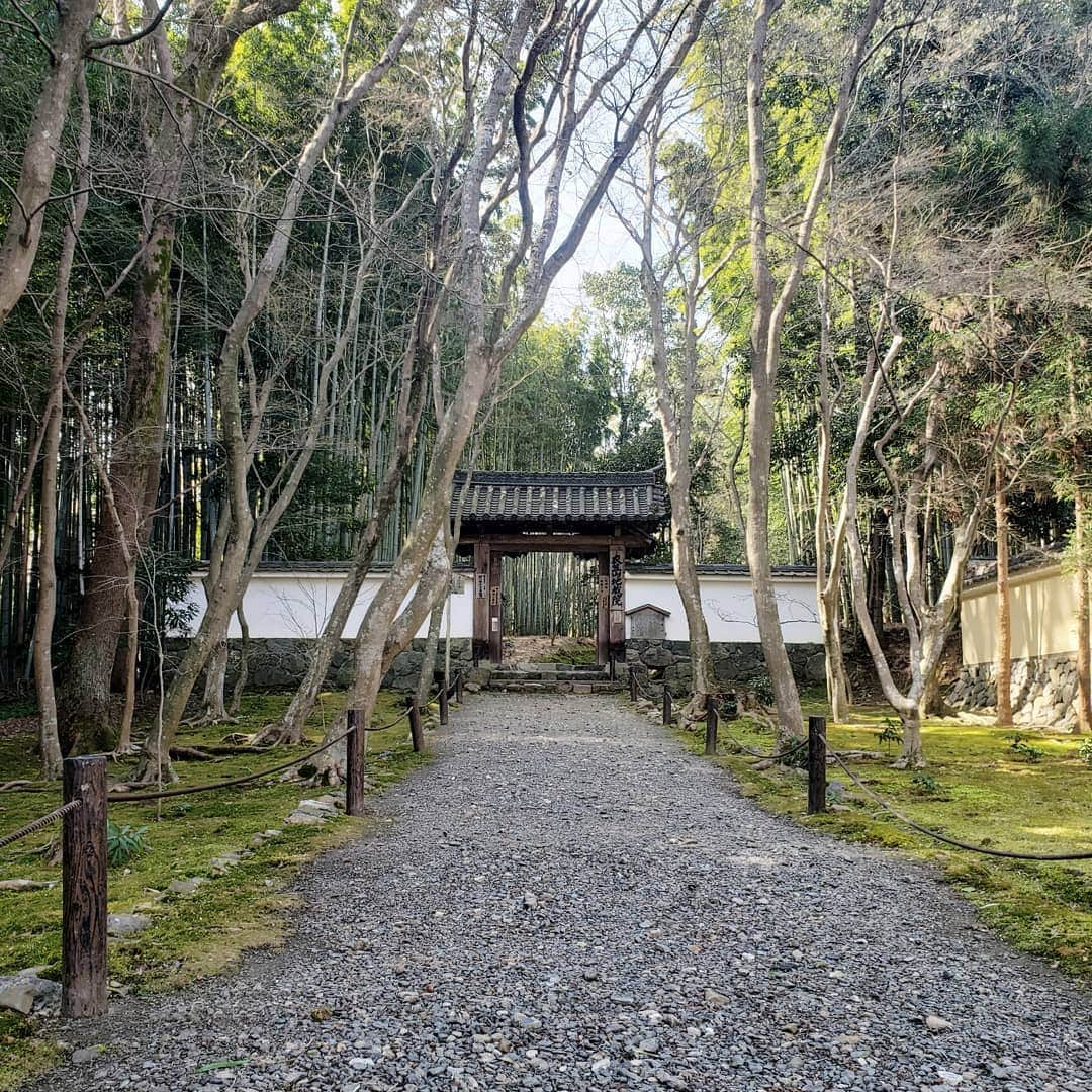 角川慶子さんのインスタグラム写真 - (角川慶子Instagram)「緊急事態宣言を勝手に解除して京都へ。 (もちろん出来る予防は全部して) 方角が悪かったけど、娘と娘の友達の希望の日程に合わせました。それが親というもの。 方角ダメージがじわり来るのかな。 地蔵院とても良かったなー。 #地蔵院」2月22日 12時01分 - keikokadokawa