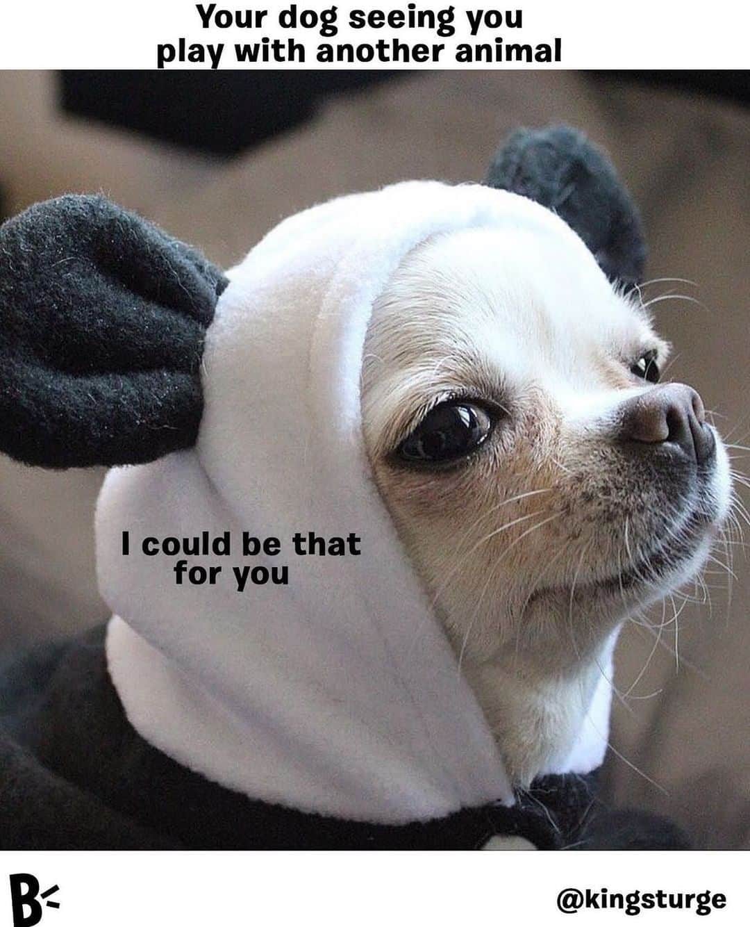 BarkBoxのインスタグラム：「Every time I have the AUDACITY to give another living thing attention 🙄😆 @kingsturge」