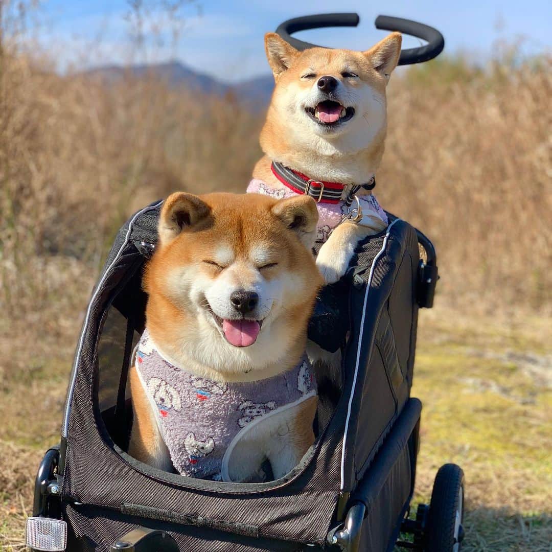 shibainu berryのインスタグラム