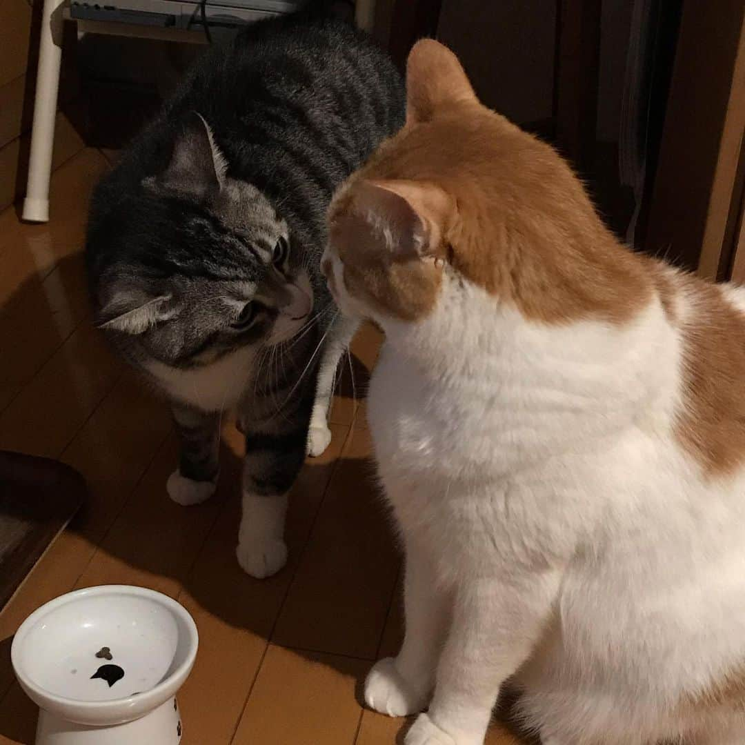 きなり & むぎさんのインスタグラム写真 - (きなり & むぎInstagram)「*̣̩⋆̩* . 2021.02.22🐈🐈🐈🐾 . 世界中のねこたちが平和に しあわせに暮らせますように*ˊᵕˋ* . 最近のうちのこたちの詰め合わせ💐 . . . #ねこ #catsofstagram #instacat #catstagram #catstagram_japan #ilovecats #peconねこ部 #ねこら部 #小さな猫が大きな癒しにニャる #東北ねこ部 #山形ねこ部 #ふわもこ部 #ペコねこ部 #にゃんすたぐらむ #にゃんだふるらいふ #にゃんとかめら #みんねこ #ねこがいる幸せ #ねこのいる生活 #猫と暮らす #ねことの暮らし #茶トラ白 #白猫 #サバ白 #にゃんにゃんにゃんの日 #猫の日」2月22日 12時13分 - kinari_to_mugi.m