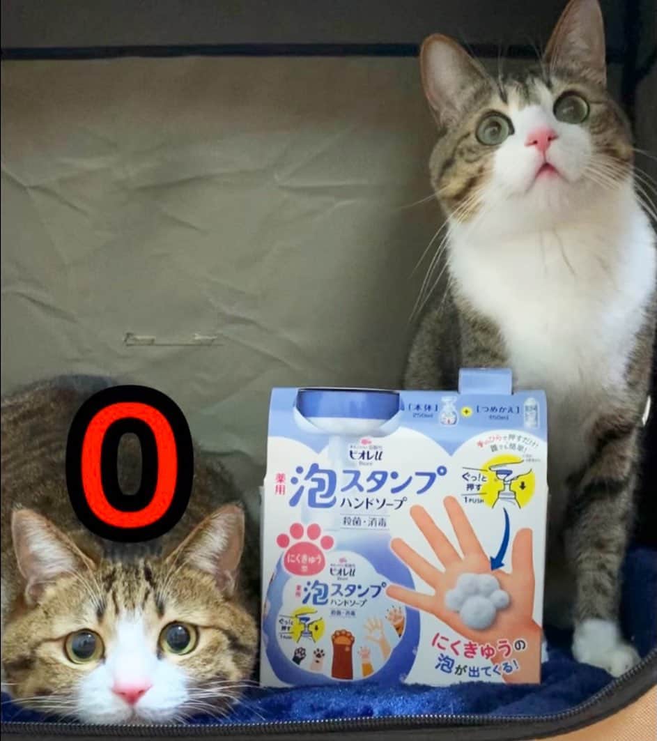 すずめくんのインスタグラム：「🐾✨ ＼泡スタンプハンドソープにくきゅう泡、本日発売！／  花王さんに提供していただきました『ビオレu泡ハンドソープにくきゅう泡』が本日【2月22日】に "限定発売" となります！🐱💖  肉球の形で出てくる泡が可愛くて、ついつい手を洗いたくなってしまいます🐾❤️  すーうーがアンカーだった "にくきゅう泡リレー" ですが…  @pecocats @pecodogs のアカウント、または、 #泡スタンプハンドソープにくきゅう泡カウントダウン のハッシュタグで 投稿一覧を見ることができます🐈🌈🐕  提供：花王株式会社 ビオレu泡ハンドソープ #ビオレu #泡スタンプハンドソープ #肉球スタンプ #にくきゅうスタンプ #わんすたぐらむ #にゃんすたぐらむ #PR」
