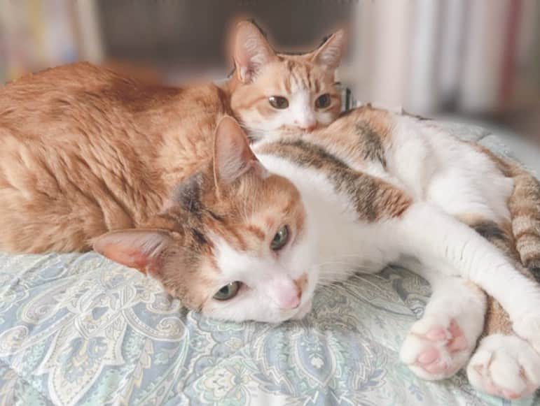 小南満佑子さんのインスタグラム写真 - (小南満佑子Instagram)「. .  もはや猫とは思えぬ生活をなさっている 我が家の兄妹ニャンコ。 ミロクとチャメ会いたいな〜♡  #猫の日 #兄妹猫 #愛猫 #猫好き #5枚目のミロク #オッチャンやん😂」2月22日 12時21分 - mayuko_kominami.official