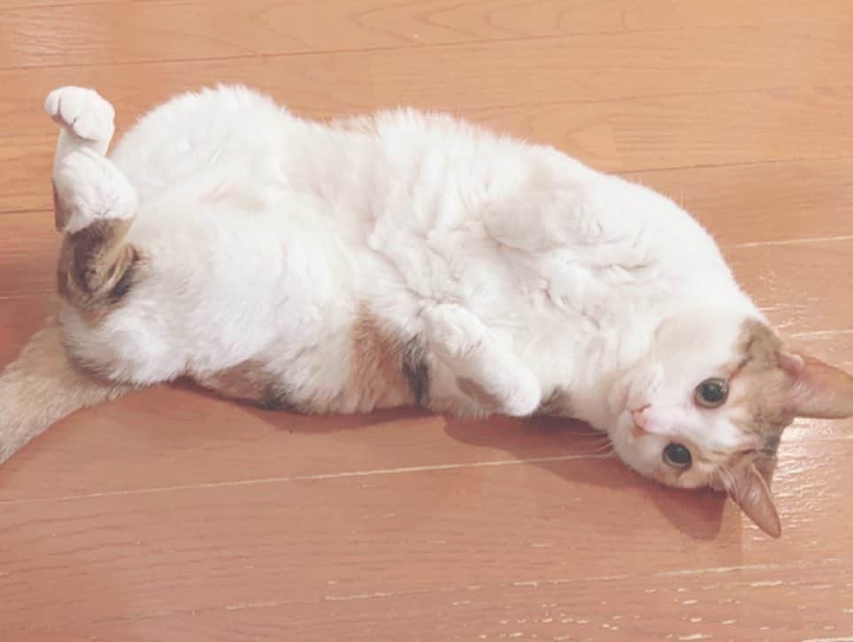 小南満佑子さんのインスタグラム写真 - (小南満佑子Instagram)「. .  もはや猫とは思えぬ生活をなさっている 我が家の兄妹ニャンコ。 ミロクとチャメ会いたいな〜♡  #猫の日 #兄妹猫 #愛猫 #猫好き #5枚目のミロク #オッチャンやん😂」2月22日 12時21分 - mayuko_kominami.official