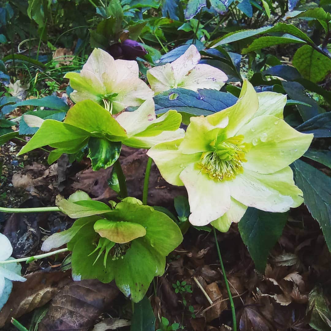 ホテルアンビエント伊豆高原のグルメインスタ