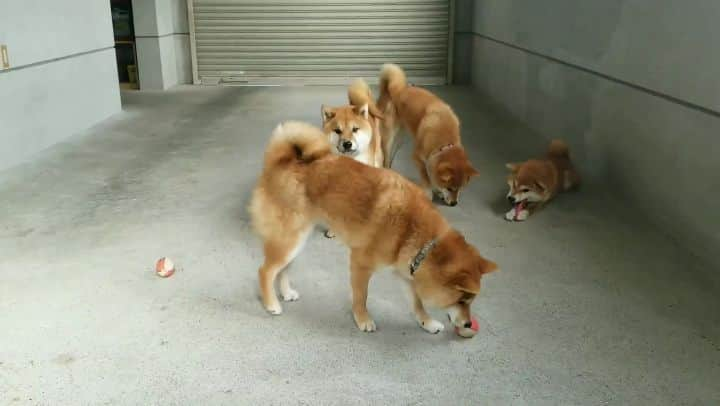 柴犬たま Shibainu Tamaのインスタグラム