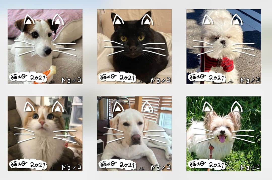 ほぼ日刊イトイ新聞さんのインスタグラム写真 - (ほぼ日刊イトイ新聞Instagram)「【ネコとイヌと暮らすかたは、ぜひドコノコを。】 猫や犬の写真を投稿して楽しむSNSアプリ「ドコノコ」。 本日「ドコノコ」の「ひろば」で 写真を選ぶと、あっという間にかわいいネコちゃんになる 「特製フォトフレーム」を公開しました。 #猫の日2021  をつけて「ドコ ノコ」に投稿すれば、完成です。 お使いのスマホに保存されるので ドコノコはもちろんSNSでシェアをして、 犬のみなさんも一緒にみんなで 「猫の日」を盛り上げましょう！ https://www.dokonoko.jp/news/7268   #ドコノコ @dokonokoapp #猫の日 #フォトフレーム  #ネコ #イヌ #ネコスタグラム  #ほぼ日 #ほぼ日刊イトイ新聞」2月22日 12時30分 - hobonichi1101
