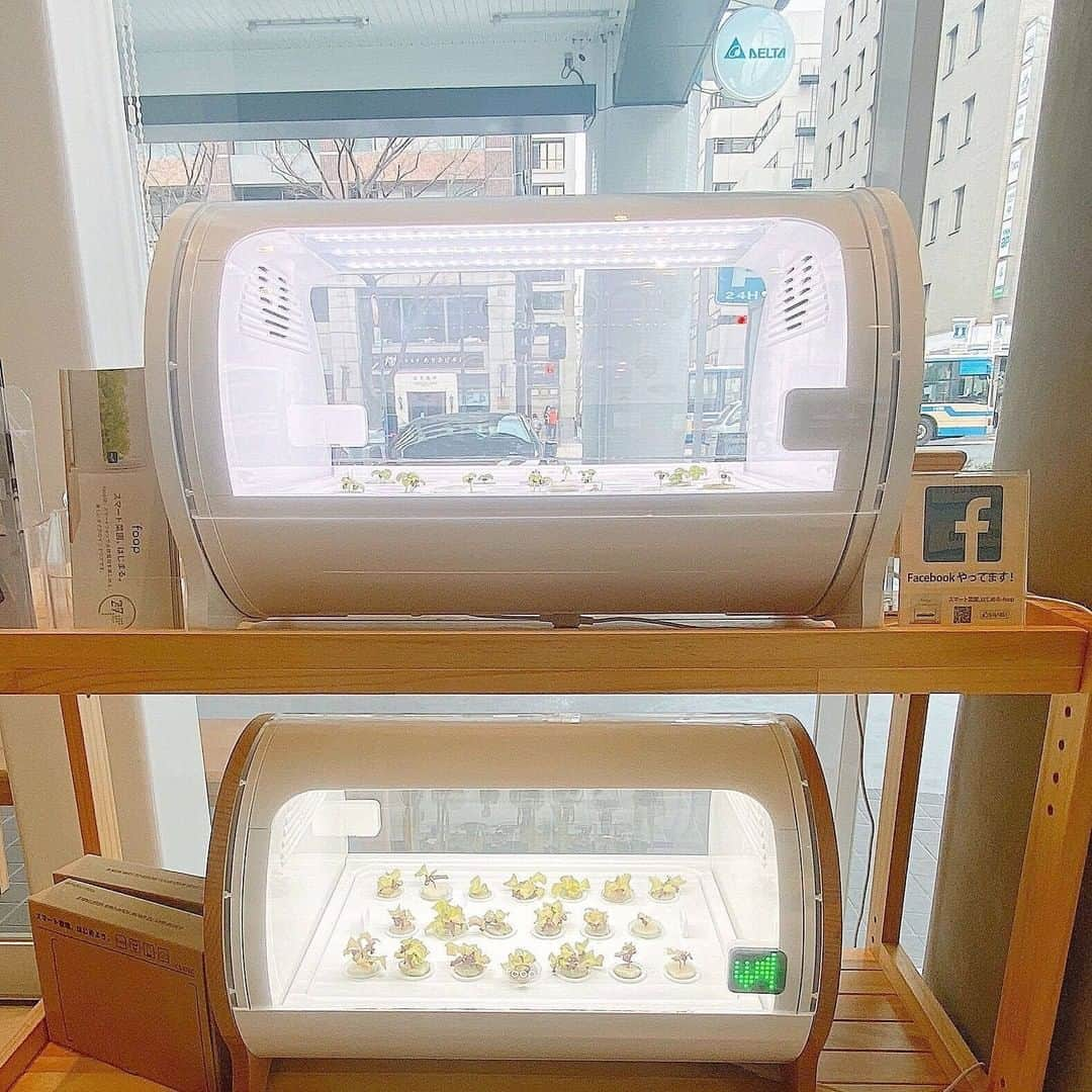 foopさんのインスタグラム写真 - (foopInstagram)「#innergiecafe では、水耕栽培機 #foop を展示、野菜栽培をしております。店内入り口すぐそばに設置しておりますので、ご自由にご覧ください😊  #iot #healthylifestyle #homemadefood #foodstagram #yokohamacafe #水耕栽培 #おうち野菜 #家庭菜園 #植物のある暮らし #イナジーカフェ #横浜 #山下町」2月22日 12時30分 - foop_cestec