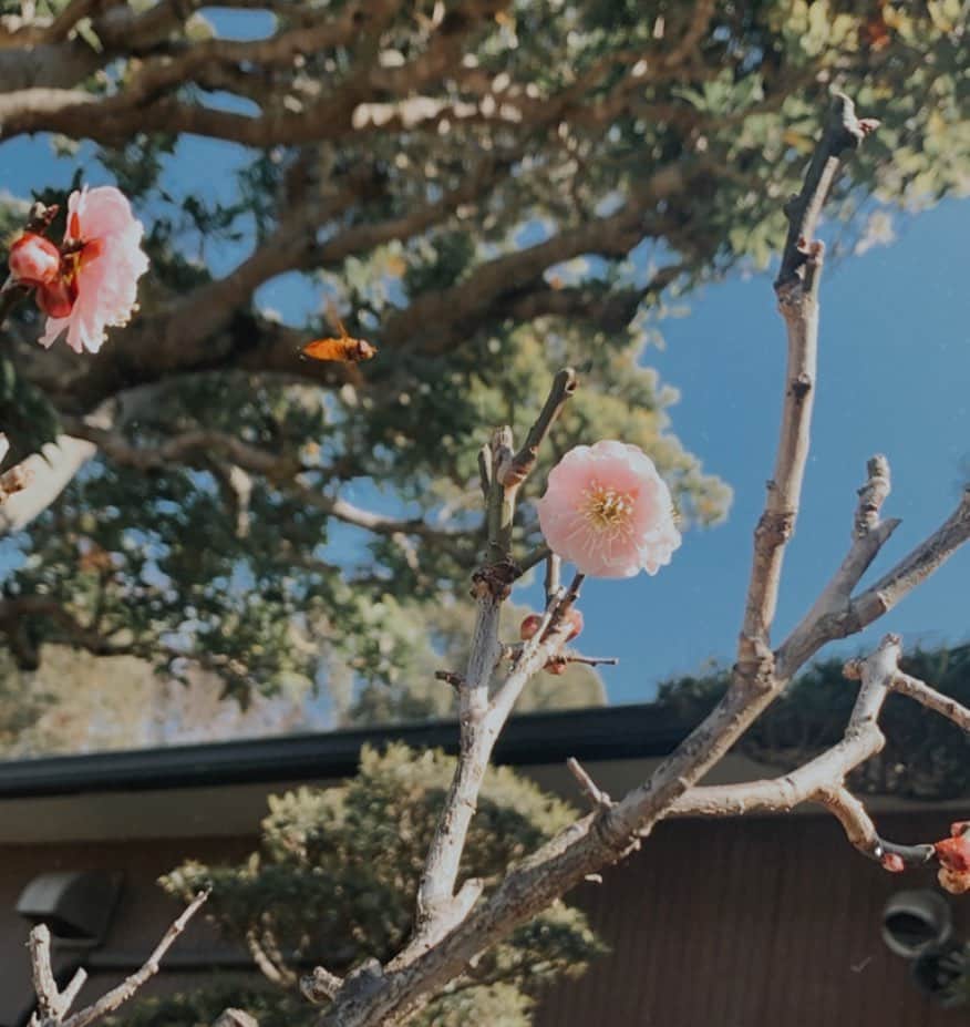 小屋春菜のインスタグラム：「🐝……」