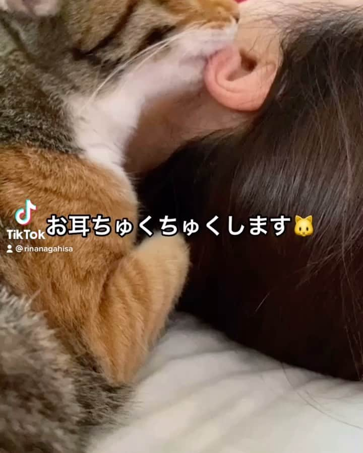 長久梨那のインスタグラム：「． #猫の日  なので我が家のブッシュ･ピー助をみなさんの力でバズらせてください🥺💓 夢は地上波デビューです🐱✨」