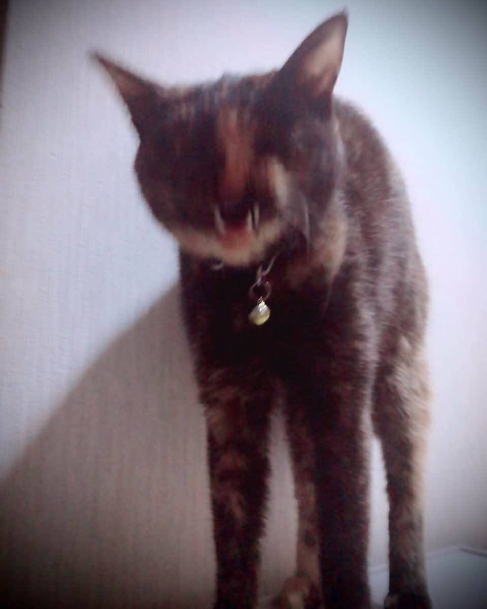 久保亜沙香さんのインスタグラム写真 - (久保亜沙香Instagram)「#猫の日」2月22日 12時42分 - asaka_kubo