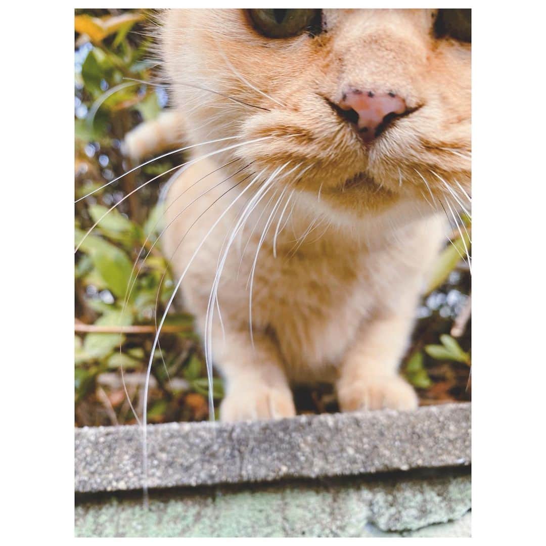 大塚愛さんのインスタグラム写真 - (大塚愛Instagram)「小さな声で 好きだよって 内緒話してるみたいに キミといると妙にワクワクするんだ。 でも静かに落ち着いていくような心地良さもあるんだ。  惹かれちゃうんだよね、どうしようもなく。  AIO　#猫の日 #cat #猫 #ネコ #ねこ #好き #love #you」2月22日 12時37分 - aiotsuka_official