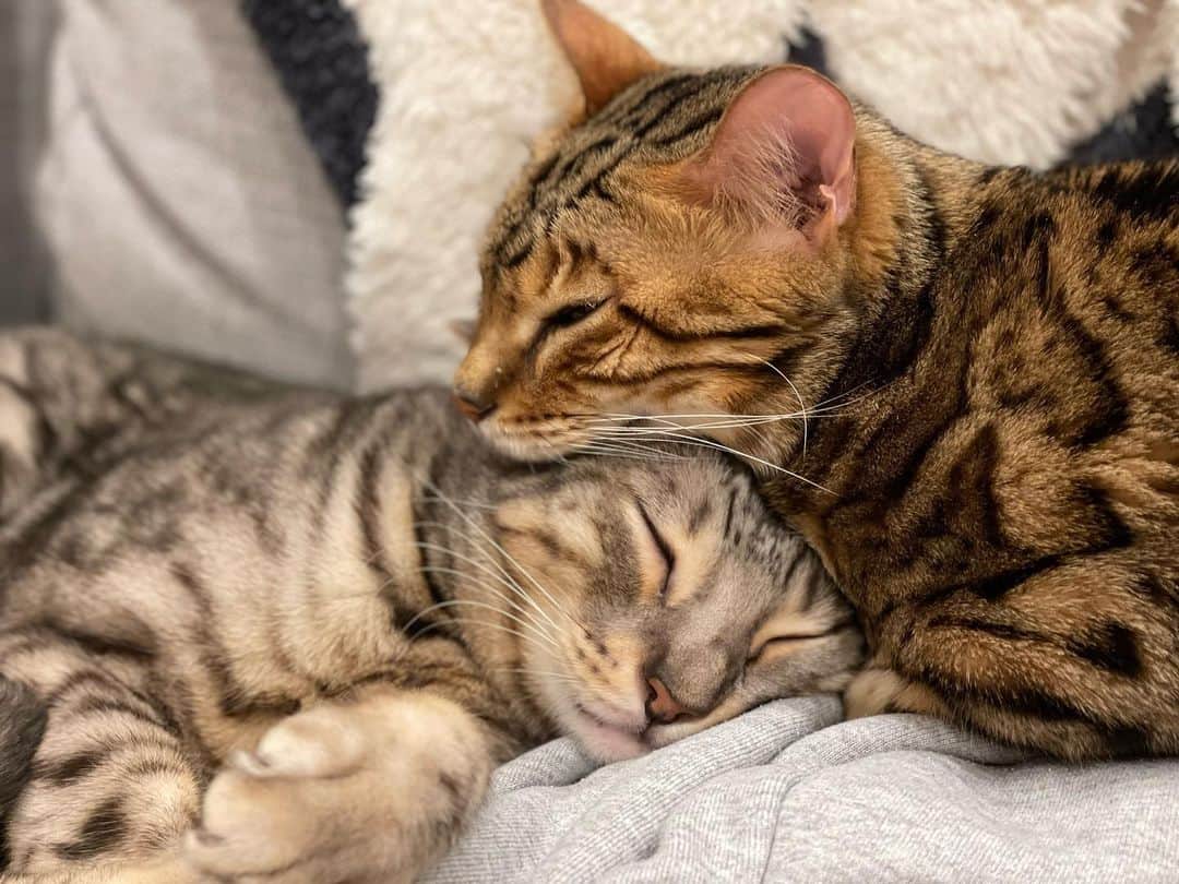 トミックのインスタグラム：「#猫の日 #トミスタj  #トミック　#YouTuber #猫　#ベンガル　#ルト　#ロゼ #cat」