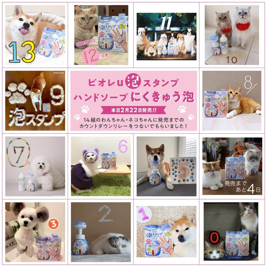 PECO いぬ部さんのインスタグラム写真 - (PECO いぬ部Instagram)「＼泡スタンプハンドソープにくきゅう泡、本日発売！／ ニャンニャンニャンの日🐱❤️に発売だよ♪  片手で押すだけで1回分の泡が出てきて、とっても簡単に手洗い🙌できちゃう『ビオレu泡スタンプハンドソープにくきゅう泡』😊 しかもその泡が、ワン🐶ニャン🐱の「にくきゅう🐾」のかたちになっていて、かわいすぎる😆💗  実は、商品の発売を記念して、本日2月22日まで大人気のワンフルエンサー🐶、ニャンフルエンサー🐱がにくきゅう泡🐾リレーのバトンをつないでくれていました🐕🐈🐕🐈✨  バトンをつないでくれたワン🐶ニャン🐱たちをご紹介します❗️ みんなのかわいい❤️投稿、チェックしてみてね♪ 1. @shiba_charmy 2. @yuriyuri4mama 3. @juntowa 4. @maamiff 5. @shibainu.gaku 6. @gupitaro 7. @ernie_pooh_ 8. @kibimomo 9. @koh0903 10. @nikoandpoko 11. @marupgoma_c 12. @ojarinn 13. @the_shiba_mogu 14. @suzume0513  #泡スタンプハンドソープにくきゅう泡カウントダウン のハッシュタグでも一覧が見れます！  『ビオレu 泡スタンプハンドソープにくきゅう泡』は数量限定販売中❗️❗️ 気になった方はお早めにチェックしてみてね♪  #ビオレu #泡スタンプハンドソープ #肉球スタンプ #にくきゅうスタンプ #わんすたぐらむ #にゃんすたぐらむ #PR」2月22日 13時00分 - pecodogs