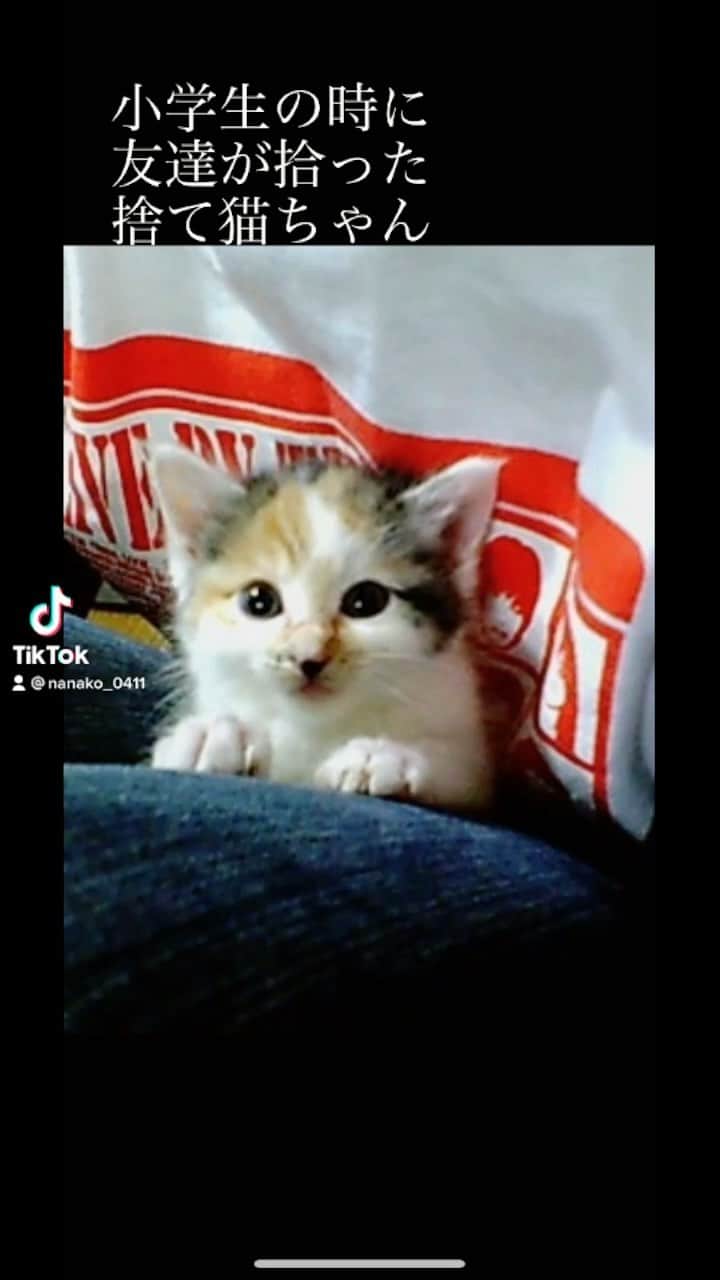 大崎菜々子のインスタグラム：「#猫の日  きなこ大好き😘  #にゃんにゃんにゃんの日 #猫のいる暮らし#猫#かわいい #うちの子が可愛すぎる #成長記録 #cat #三毛猫 #保護猫 #ねこ部 #きなこ#love #女子大生#一人暮らし#tiktok  #横浜美少女図鑑 @bishoujozukan_official #ラジオパーソナリティー #我的最愛 #좋아요 #팔로우미 #패션 #패션스타그램#셀피 #model #cosplayer #l4l #cute #instagood #catstagram」