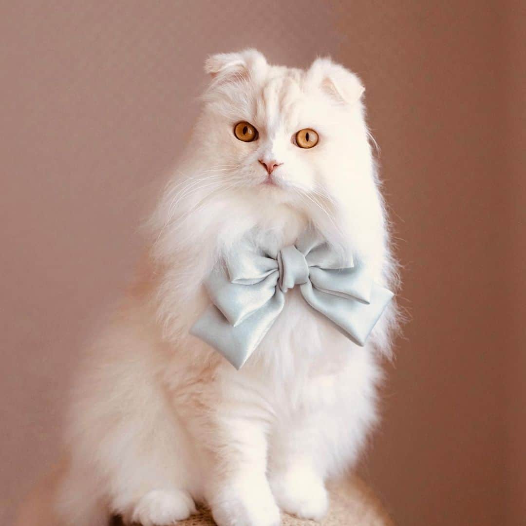 スタペ／スターペットさんのインスタグラム写真 - (スタペ／スターペットInstagram)「本日、25ans Onlineにて【2月22日猫の日】特別記事が公開されました！  ペルシャのティガーちゃんと未来の猫図鑑の7匹の猫ちゃんの記事も掲載されております！25ans公式Instagramのプロフィール欄にあるURLよりぜひご覧ください😸✨  https://www.25ans.jp/lifestyle/animal/g35570991/catday-starcatalog-210222/  #25ans#ヴァンサンカン#25ansonline  #ペルシャ#チンチラシルバー#チンチラゴールド#スコティッシュフォールド#ロシアンブルー#セルカークレックス#サイベリアン #スターペット#ペットモデル#モデル猫#25ans_jp」2月22日 13時01分 - _starpet_