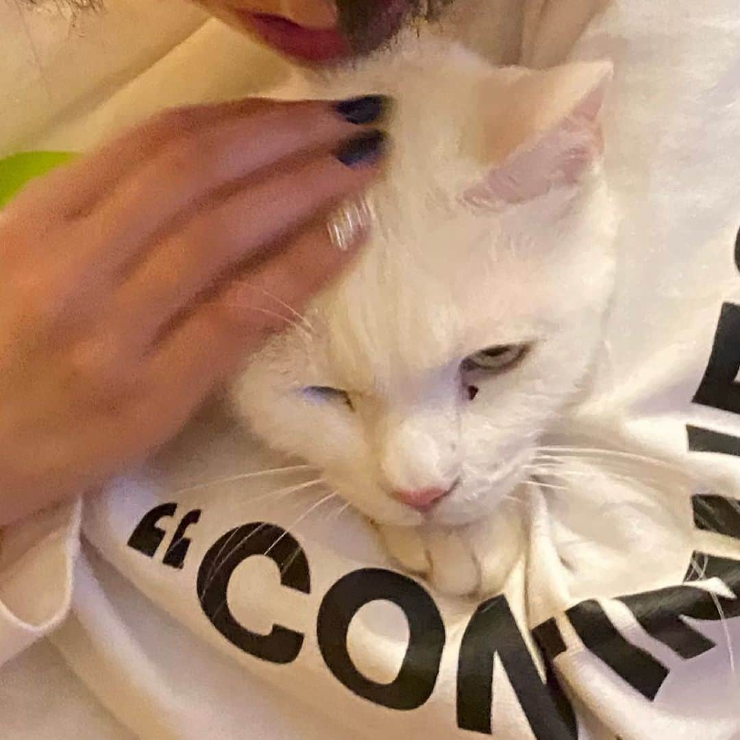 金巻ともこさんのインスタグラム写真 - (金巻ともこInstagram)「お客さまに抱かれて迷惑そうなハク  #cat #whitecat #白猫 #chatblanc #猫 #catstagram  #hakuchai」2月22日 12時52分 - tomotomoco