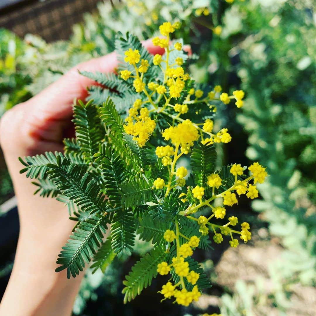 木下あゆ美のインスタグラム：「ミモザが咲いた！お庭に植えてから、ずっと待ってたのよー　　まだ、ほんの少しだから満開になるのが楽しみ  Mimosa has broomed in my garden.」