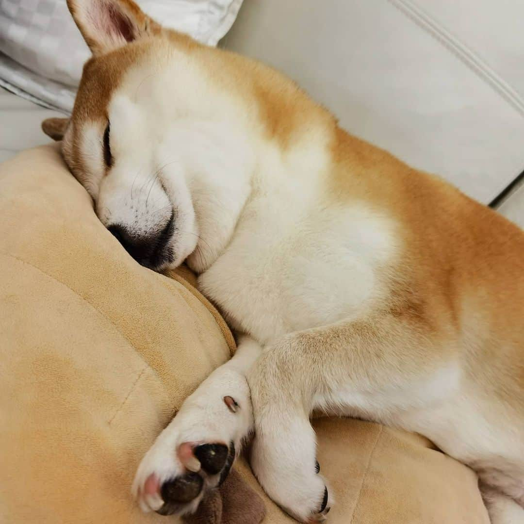 Alex Toさんのインスタグラム写真 - (Alex ToInstagram)「😪😪😪 #cute #dog #doglover #dogsofinstagram #dogoftheday #dogofthedayjp #dogstagram #fluffy #hkig #hongkong #ilovemydog #instadog #instagood #instamood #instagraphy #shibaibu #samoyedoninstagram #pet #petlovers #petsofinstagram #petstagram #photooftheday #puppy #pupsofinstagram #samoyed #samoyedsofinstagram #webstagram #犬 #サモエド」2月22日 13時22分 - alexto