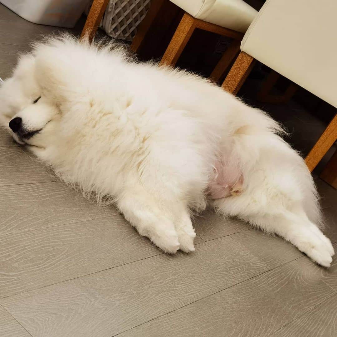 Alex Toのインスタグラム：「😪😪😪 #cute #dog #doglover #dogsofinstagram #dogoftheday #dogofthedayjp #dogstagram #fluffy #hkig #hongkong #ilovemydog #instadog #instagood #instamood #instagraphy #shibaibu #samoyedoninstagram #pet #petlovers #petsofinstagram #petstagram #photooftheday #puppy #pupsofinstagram #samoyed #samoyedsofinstagram #webstagram #犬 #サモエド」