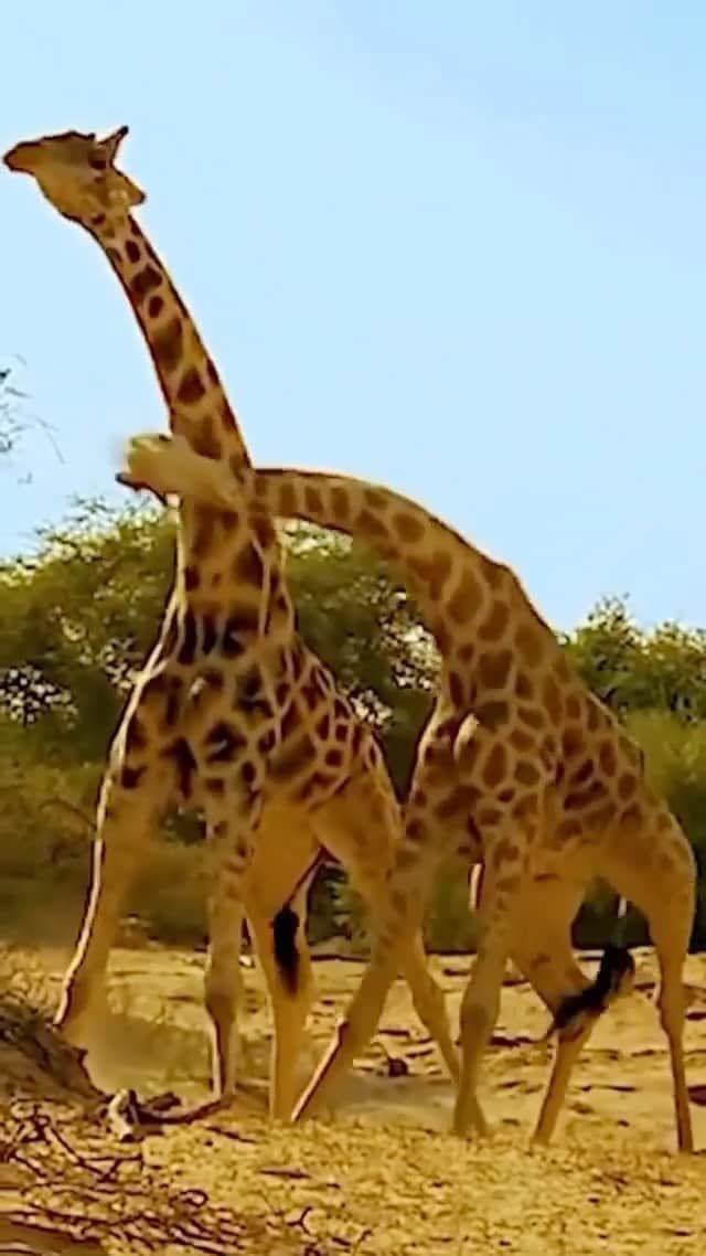 animalsのインスタグラム：「Ever seen a giraffe fight before? 😳」