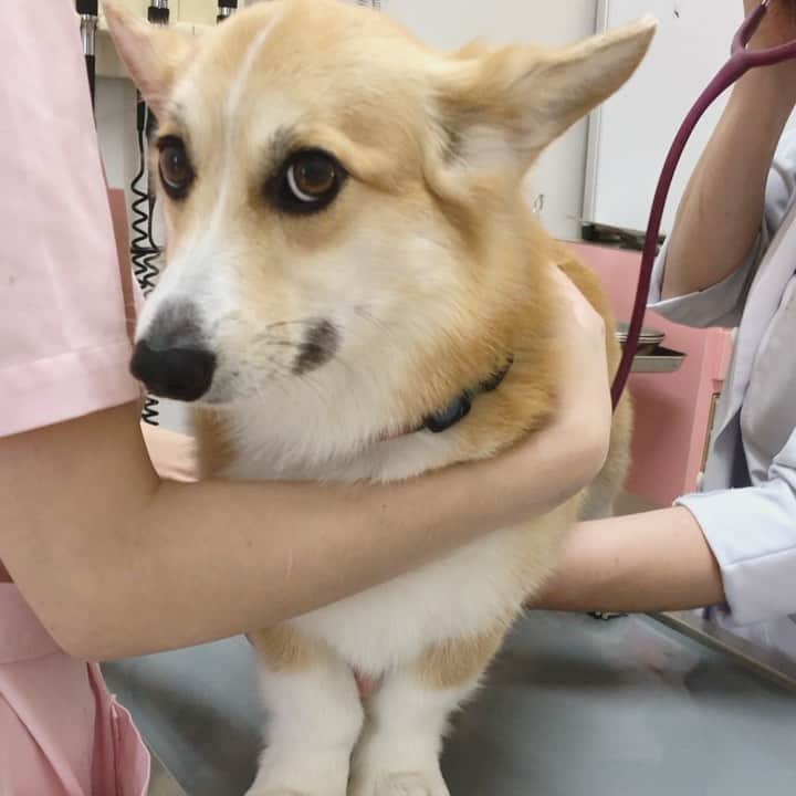 さゆりのインスタグラム：「◡̈⋆2022.22.Mon.◡̈⋆ I was diagnosed as having a bladder infection. I hope it gets better soon.💉🏥😭 * あろまさん 4ヶ月ぶりに また膀胱炎に😱😭😥💦 * * * * *」