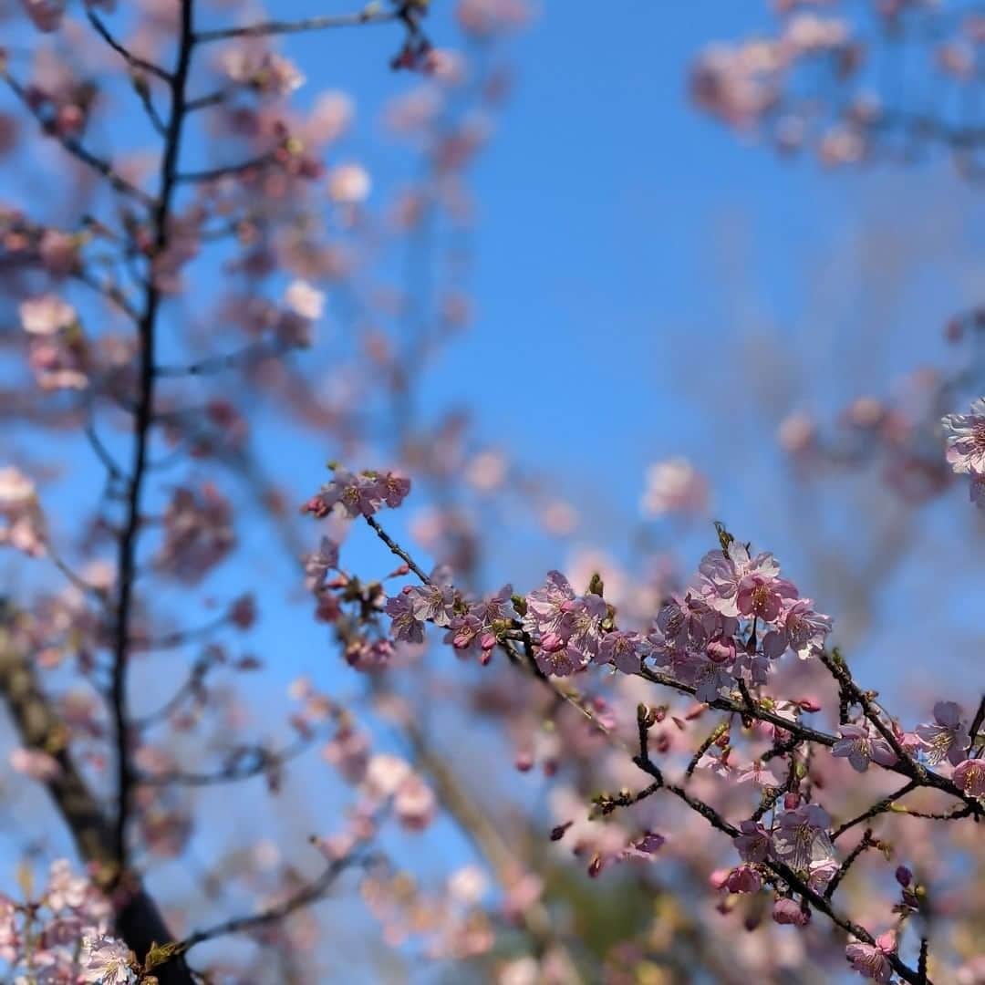 東京プリンスホテルさんのインスタグラム写真 - (東京プリンスホテルInstagram)「河津桜が八分咲きに。⁣ ⁣ 春の足音が聞こえてきました🌸⁣ ⁣ Kawazu cherry blossoms is three-quarter in bloom.⁣ ⁣ Spring announces its arrival.⁣ ⁣ Share your own images with tagging @tokyoprincehotel⁣ —————————————————————⁣ #tokyoprincehotel #princehotel #hotel #hotels #tokyohotel #TokyoTower #shibakoen #tokyo #japan #travel #trip #travelgram #traveling #japantravel #beautifulhotels #hotellife #sakura #japaneseflower #flowers #東京プリンスホテル #プリンスホテル #ホテル #桜 #河津桜」2月22日 13時30分 - tokyoprincehotel