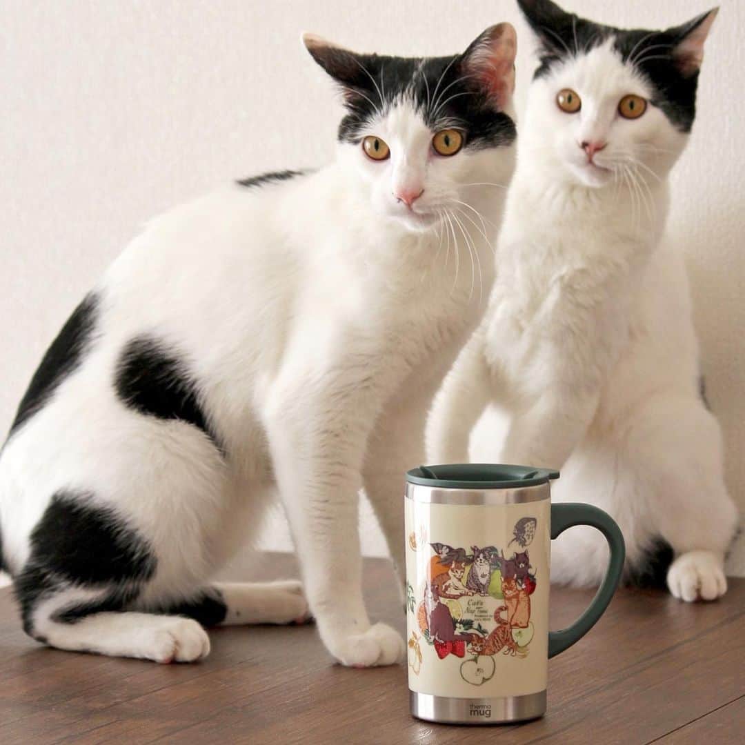 Cat's NapTimeのインスタグラム：「・ 【Cat's NapTime第6弾「FRUITS TEA PARTY」アイテム】 Afternoon Teaスタッフが、愛猫と一緒にアイテムを撮影したスナップをご紹介。 #cats_naptime6  ＜Afternoon Tea LIVING 販促課/ Tさんの愛猫・小五郎(オス)、晋作(オス)＞ 「いつも揃ってイタズラ三昧の兄弟で、撮影中もじっとしていられなかったです。ステンレスマグは思ったより大きく量が入るので、リモートワークなどのお供に良さそうです。保温にも優れていて、まだまだ寒い今の時期、大活躍の予感…！」  「Cat’s NapTime」第6弾のアイテムはこちらのリンクからもご覧いただけます。 ➡@catsnaptime  #catsnaptime #AfternoonTea #AfternoonTeaLIVING #アフタヌーンティー #アフタヌーンティーリビング #ネコ #catsissue #FRUITSTEAPARTY #マグカップ #ステンレスマグ #AfternoonTeaスタッフの愛猫」