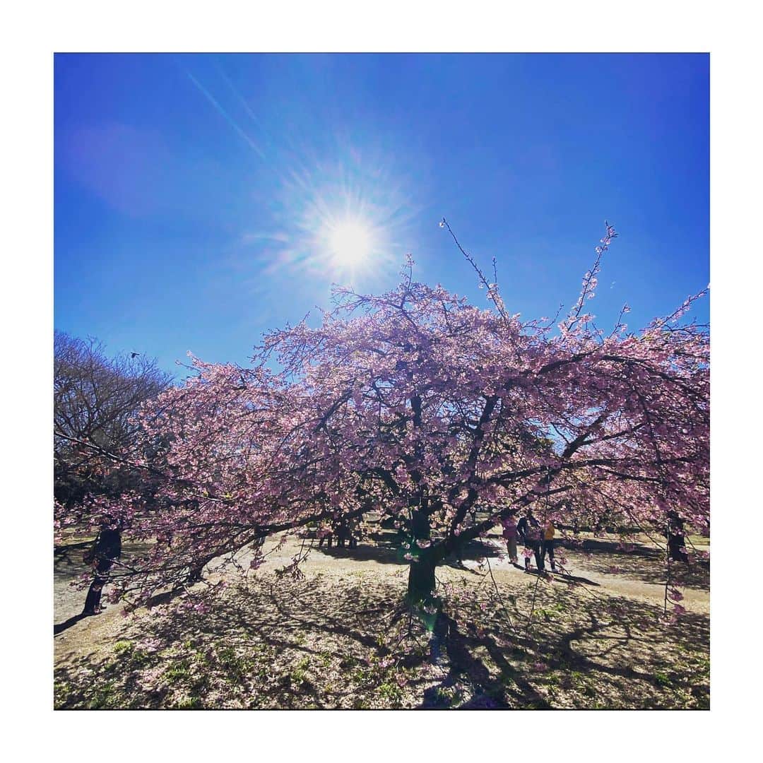 HiRAO INCのインスタグラム：「. 🌸🌸🌸」
