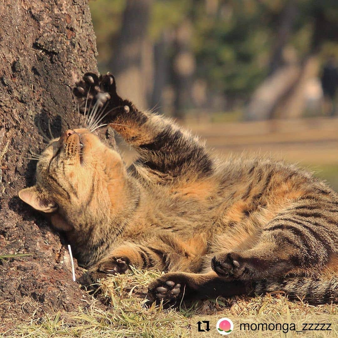 カメラのキタムラのインスタグラム：「#Repost @momonga_zzzzz • • • • • • ・ ・ にゃんにゃんにゃん ・ ・ 猫の日なので、久しぶりのにゃんこ写真🐈 ・ 猫背の背中がかゆいにゃー！ ・ ・ #写真を撮るのが好き  #写真を撮っている人と繋がりたい  #ファインダー越しの私の世界  #カメラのある生活  #キリトリセカイ #関西写真  #お写んぽ #関西でお写んぽ #関西写真部 #風景 #beautiful_kansai #誰かに見せたい風景 #広がり同盟 #キタムラ写真投稿 #colore_de_saison #my_eos_photo #team_jp_ #僕らの居場所は言わにゃいで #フラッシュ使って撮らにゃいで #のらねこ部#そとねこ#外猫 #ねこ#ネコ#猫 #にゃんすたぐらむ #ねこすたぐらむ #nekoclub #cats」