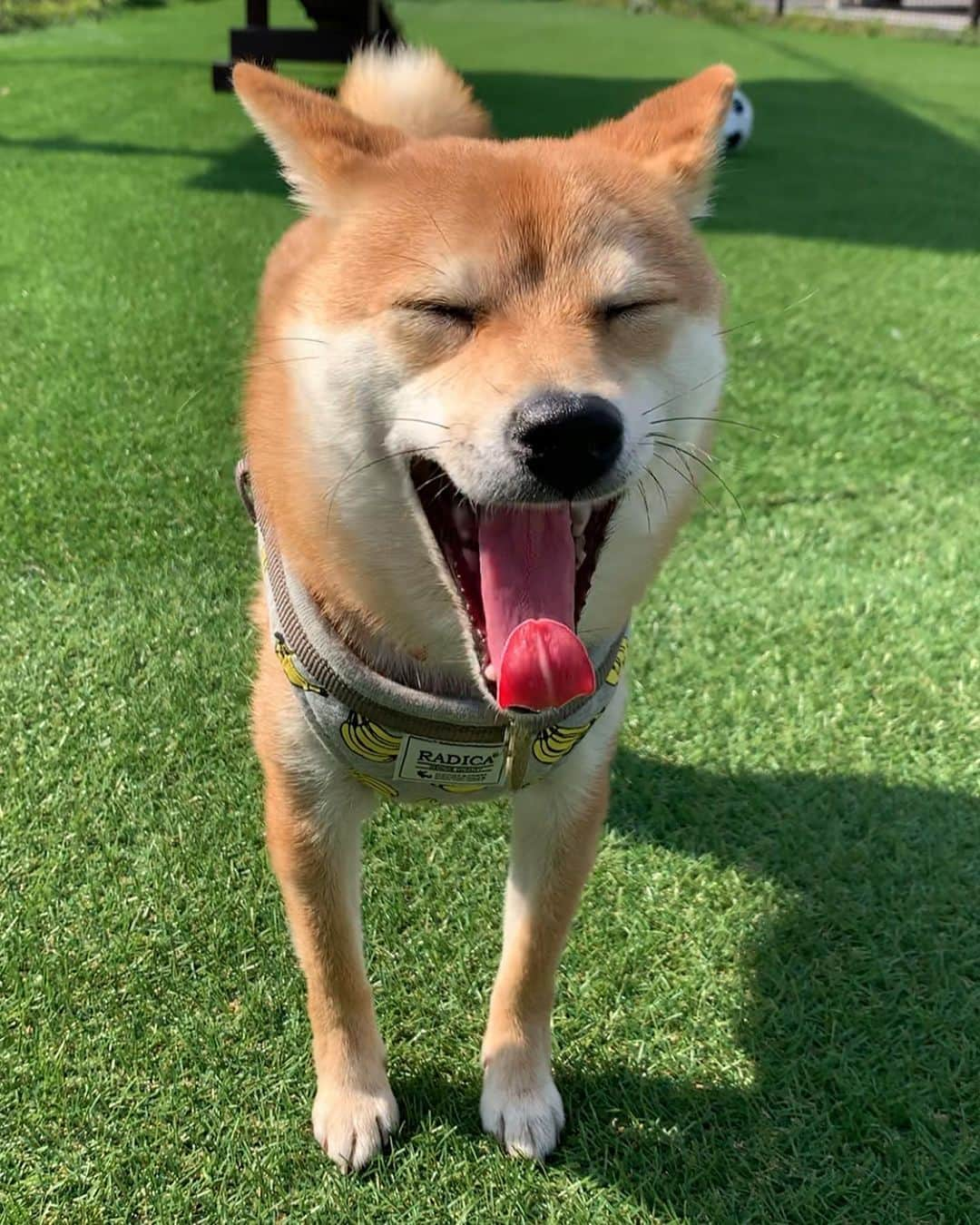 豆柴 サニーちゃんさんのインスタグラム写真 - (豆柴 サニーちゃんInstagram)「. . HELLO〜こんにちわん🐻🐶🌻 . 昨日のおさんぽ🍀 . サニちゃんは、にこにこ💓 ラムちゃんは、キョロキョロ👀 あご外れるよ😆 . 名古屋市は 犬鑑札がワンちゃんだよ🐻 かわいい💕 . . #本日のさにらむ散歩 #にこにこ #もふもふ #キョロキョロ #ほっそり #只今換毛期中 #犬の鑑札 . #柴犬#豆柴 #赤柴#豆柴子犬#まめしば#いぬのきもち #サンデイ#サンデイいぬ組#anicas#shiba_snap #shibainu#shiba#mameshiba#shibastagram #9gag#9gagpets#weeklyfluff #豆柴サニーちゃん#豆柴ラムちゃん #さにらむ#さにらむ2021」2月22日 14時02分 - sunny_rei_32