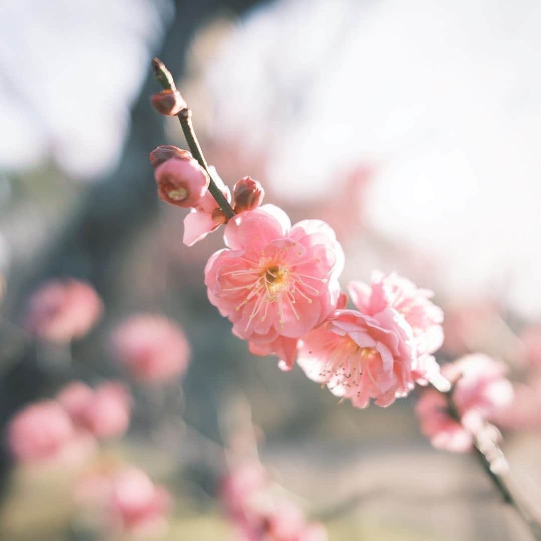 福岡市のインスタグラム：「＜fukuokapics2月：舞鶴公園＞ . 福岡市中央区にある福岡城の本丸址を中心とする舞鶴公園✨少しずつ暖かくなってくる早春には、約270本の梅の木が花を咲かせ、春の訪れを感じさせてくれます😊💐 . photo by @fuku_photo0501 location : 舞鶴公園 . . hashtag : #fukuokapics . follow : @fukuoka_official」