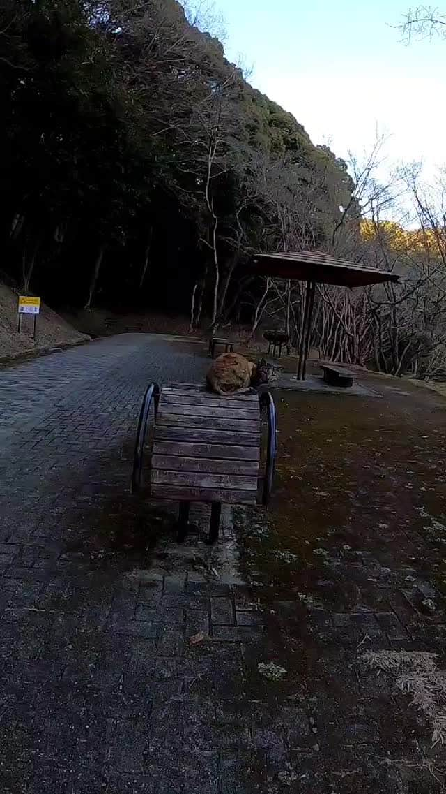 感動猫動画のインスタグラム