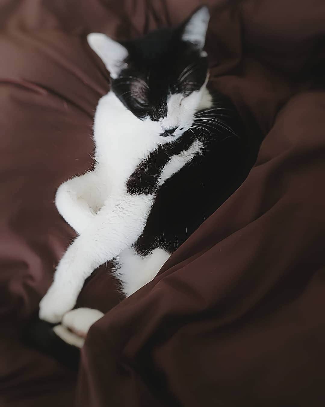 杉浦アヤカのインスタグラム：「#ねこのいる生活 #猫の日 #2月22日 #2月22日は猫の日   かわいいキツネみたいな寝顔しやがって 愛してんぞ。」