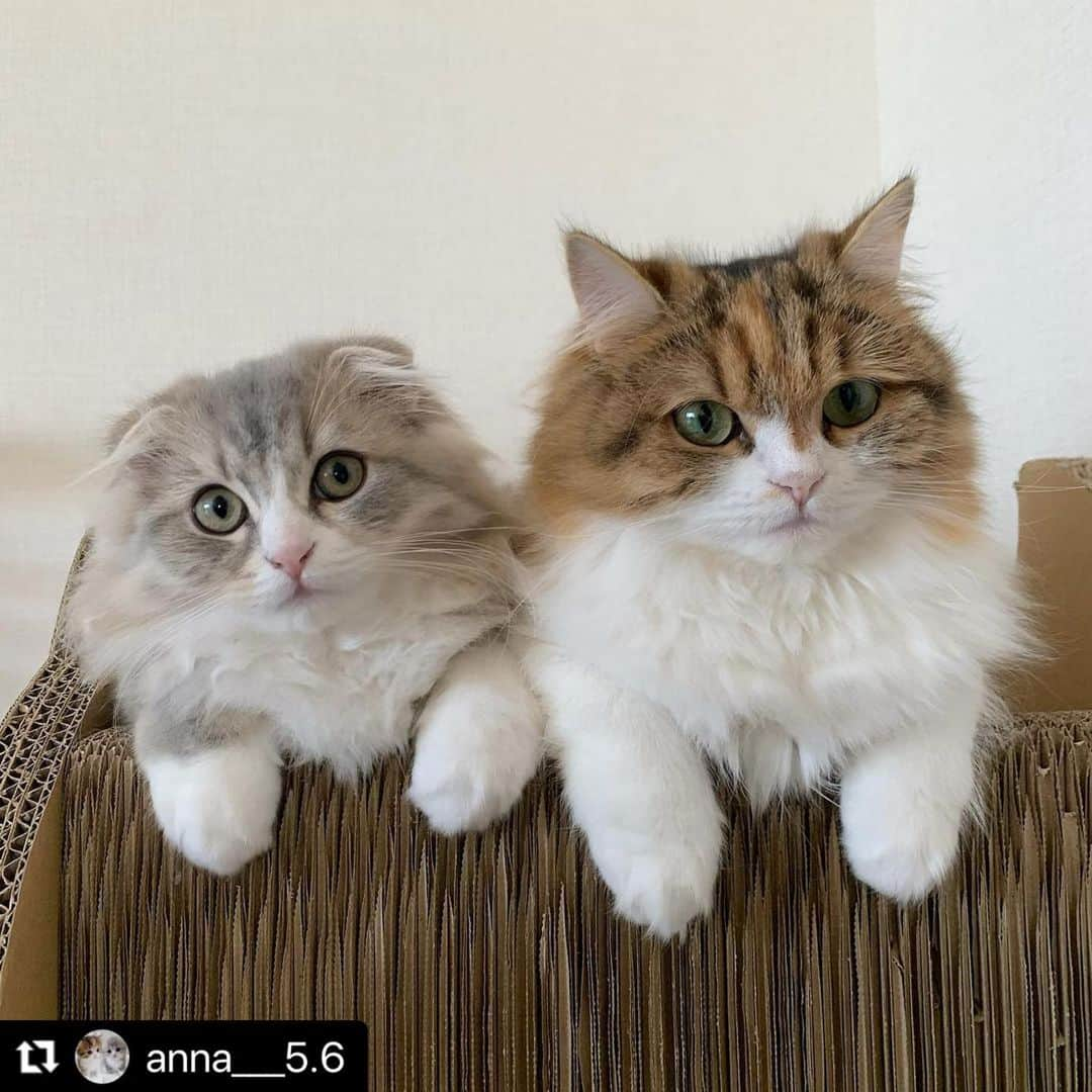 ねこさんのインスタグラム写真 - (ねこInstagram)「【#ねこは人を笑顔にする 】❣️ 仲良く、おててチョコン👐🏻❤️ @anna___5.6 さん、ありがとう👍❤️ #Repost @anna___5.6 with @make_repost ・・・ 🐾 またここにいた‼️ おてて萌え😘 ・ ・ ・  ・ #scottishfold   #cat #kitten #catstagram #ねこは人を笑顔にする #ねこのきもち #スコティッシュフォールド #nyansta_cat🐾  #またたびファミリー #猫図鑑　#ねこにすと　#ねこくら　#もふもふにゃんこグランプリ #にゃんグラム　#ねこすたぐらむ　#ねこ好きさんと繋がりたい 　#いいね返し #peppyおうち時間　#ねこちゃんホンポ　#ニャン友 #ふわもこ部  #猫カレンダー2022参加したい #ペトラフ　#ペトラフきゅんです　#もふあつめ展に参加希望」2月22日 14時43分 - neko_magazine