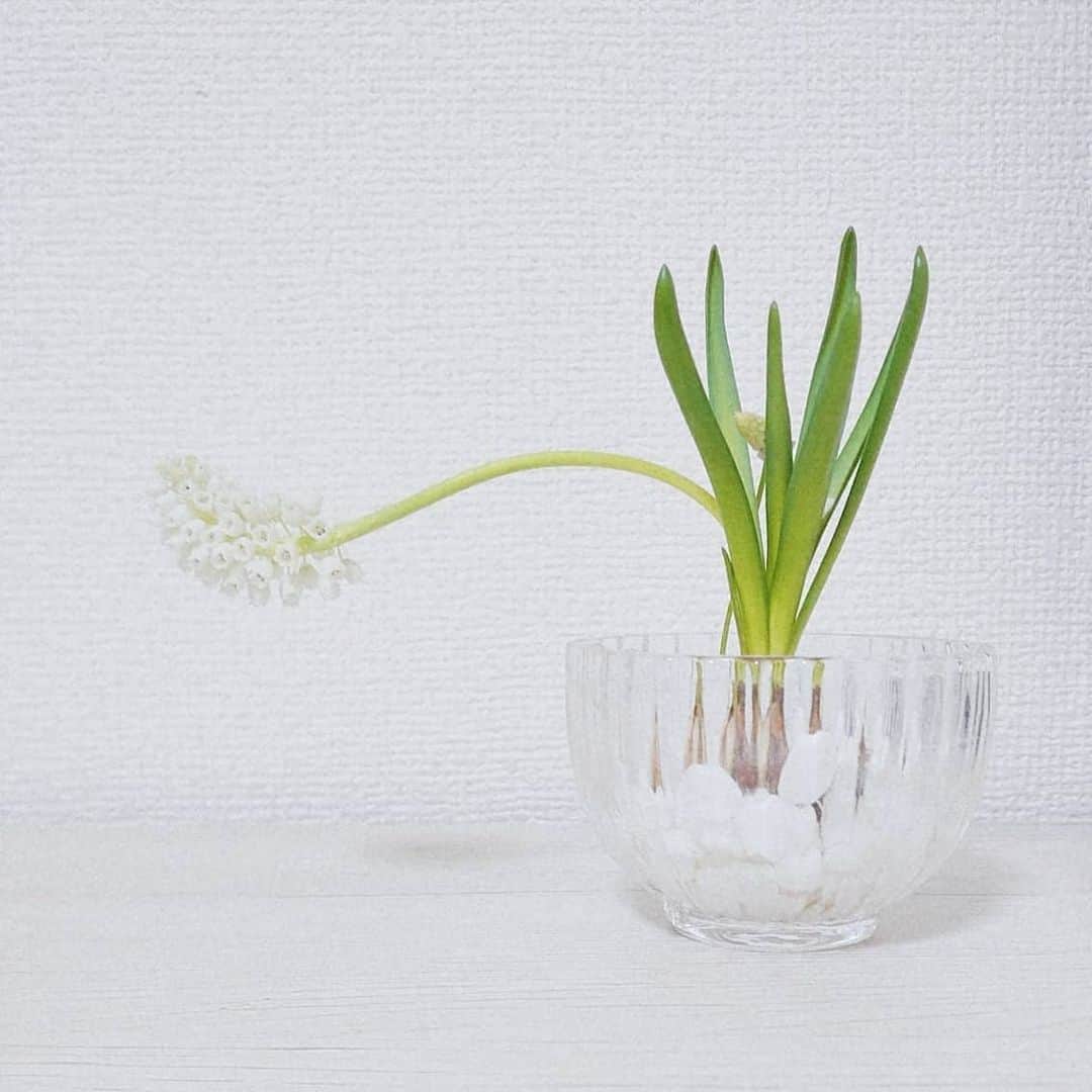 清水優美さんのインスタグラム写真 - (清水優美Instagram)「＊ 大きく伸びて花ひらいたムスカリ。  白い花、かわいい。幸せ♡  にょきにょきと成長してくれた☺️  ＊」2月22日 14時59分 - _yumishimizu_