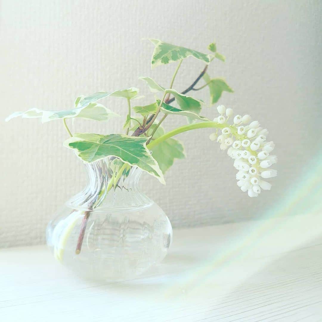 清水優美さんのインスタグラム写真 - (清水優美Instagram)「＊ 大きく伸びて花ひらいたムスカリ。  白い花、かわいい。幸せ♡  にょきにょきと成長してくれた☺️  ＊」2月22日 14時59分 - _yumishimizu_