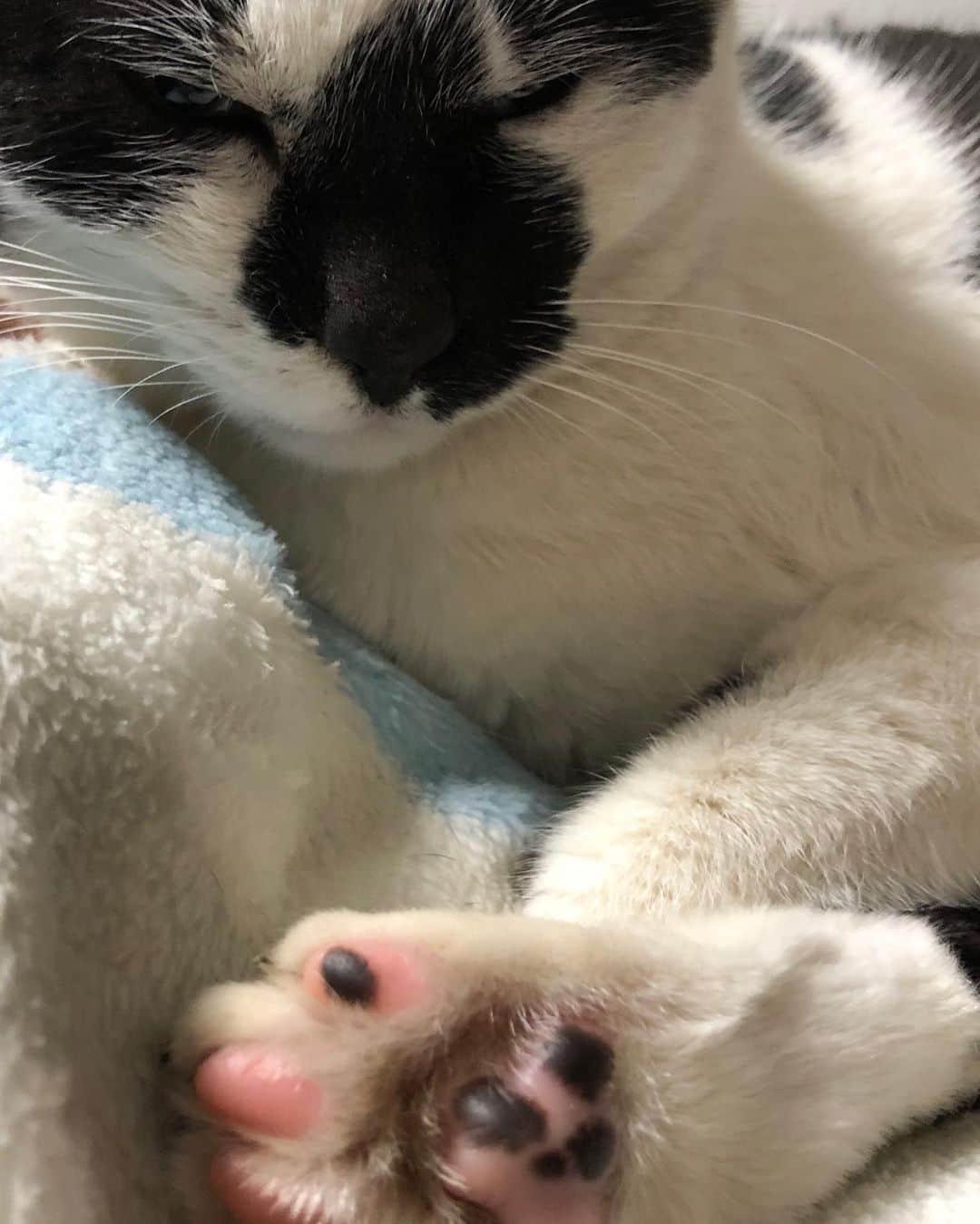 のインスタグラム：「猫の日 #しーちゃん」