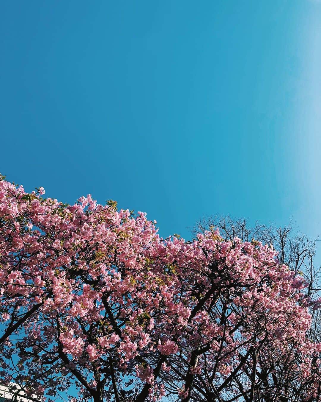 松田珠希のインスタグラム：「満開だし空は綺麗。しかし花粉すごい！！ 早く帰ろう！ #花粉　#青空　#満開」