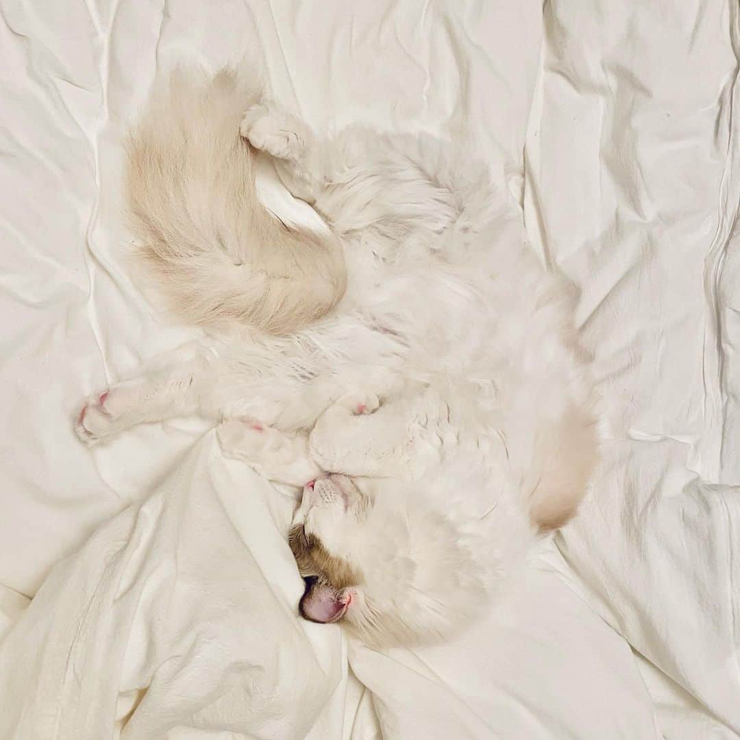 とまんのインスタグラム：「#ねこの日 #猫の日  こんなにも無防備に寝てる姿を見ると お腹に顔うずめたくなります  #アンバー」