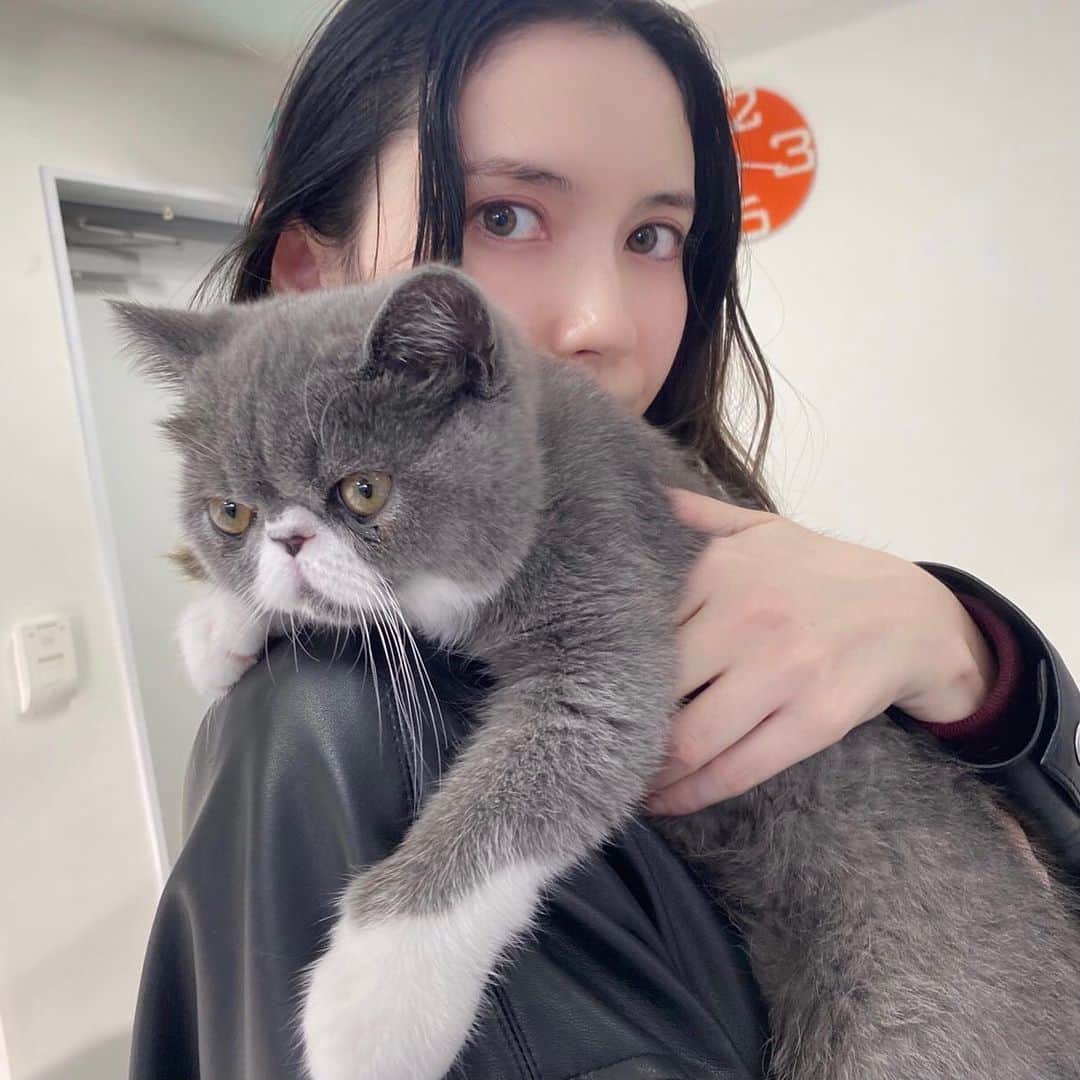 のインスタグラム：「にゃにゃにゃの日ですって。﻿ 筋金入りの犬派の私の心を揺るがすふう様と。﻿ @foo_foo_cat1  ヘアメイクの @chigirakeiko さまのエキゾチックショートヘア。 もふ。﻿ ﻿ #市川紗椰﻿ #２月22日 は #にゃんごろにゃんごろにゃんごろの日　 #気分はバディもの」